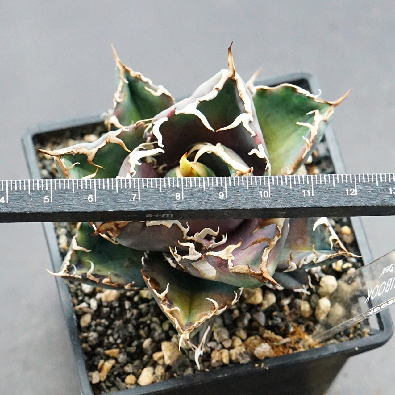 【PREMIUM】抜き苗 シーザー Agave titanota 'Caesar'