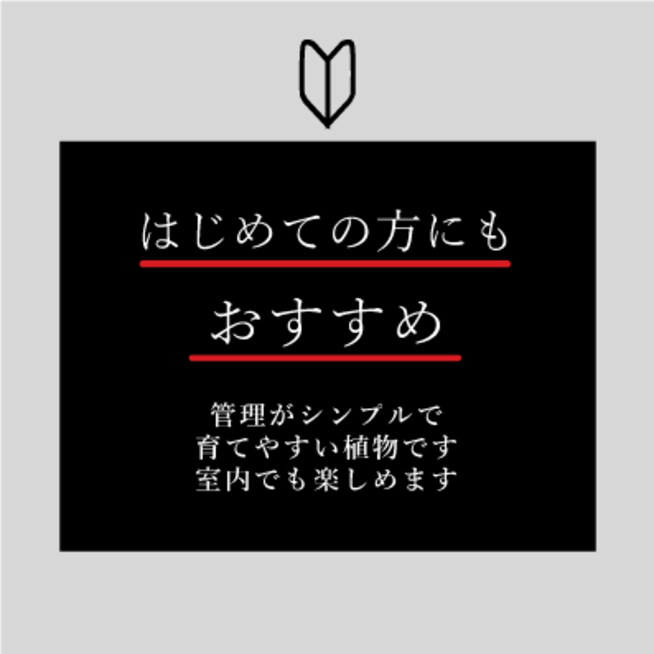 ユッカ エレファンティペス 10号