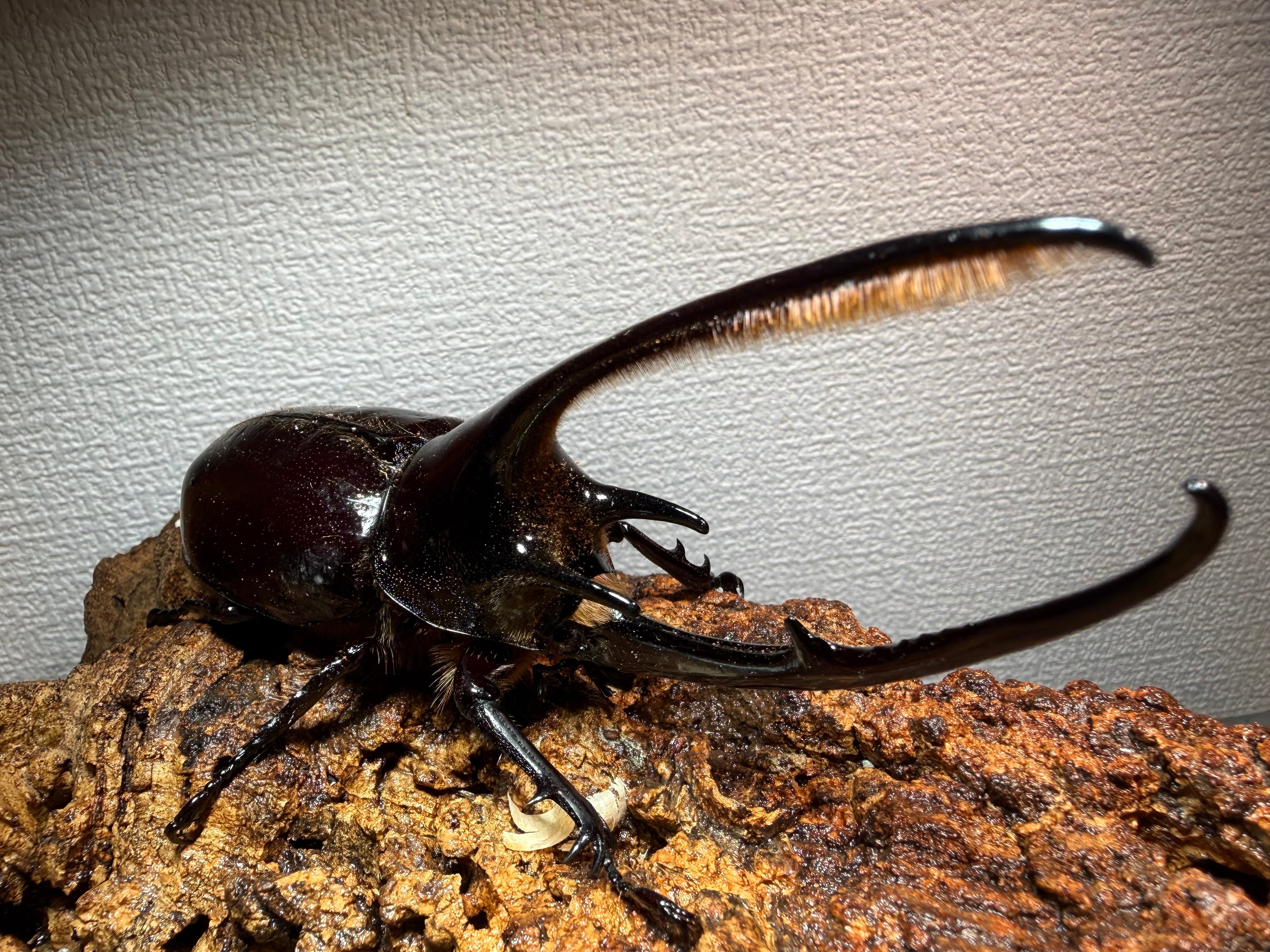 dream insect