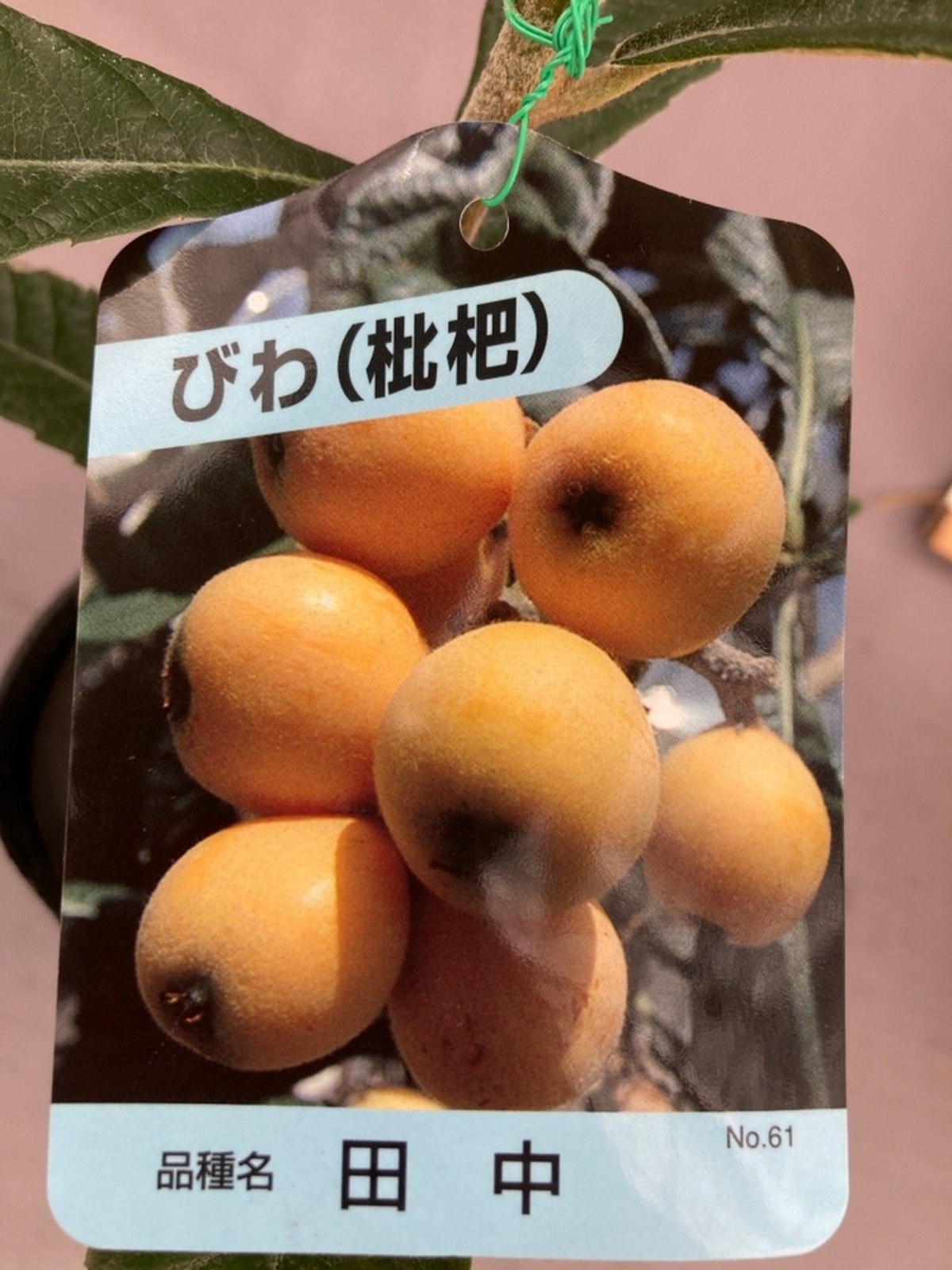 ビワ・田中 接ぎ木5号ポット | 日本ライン花木センター