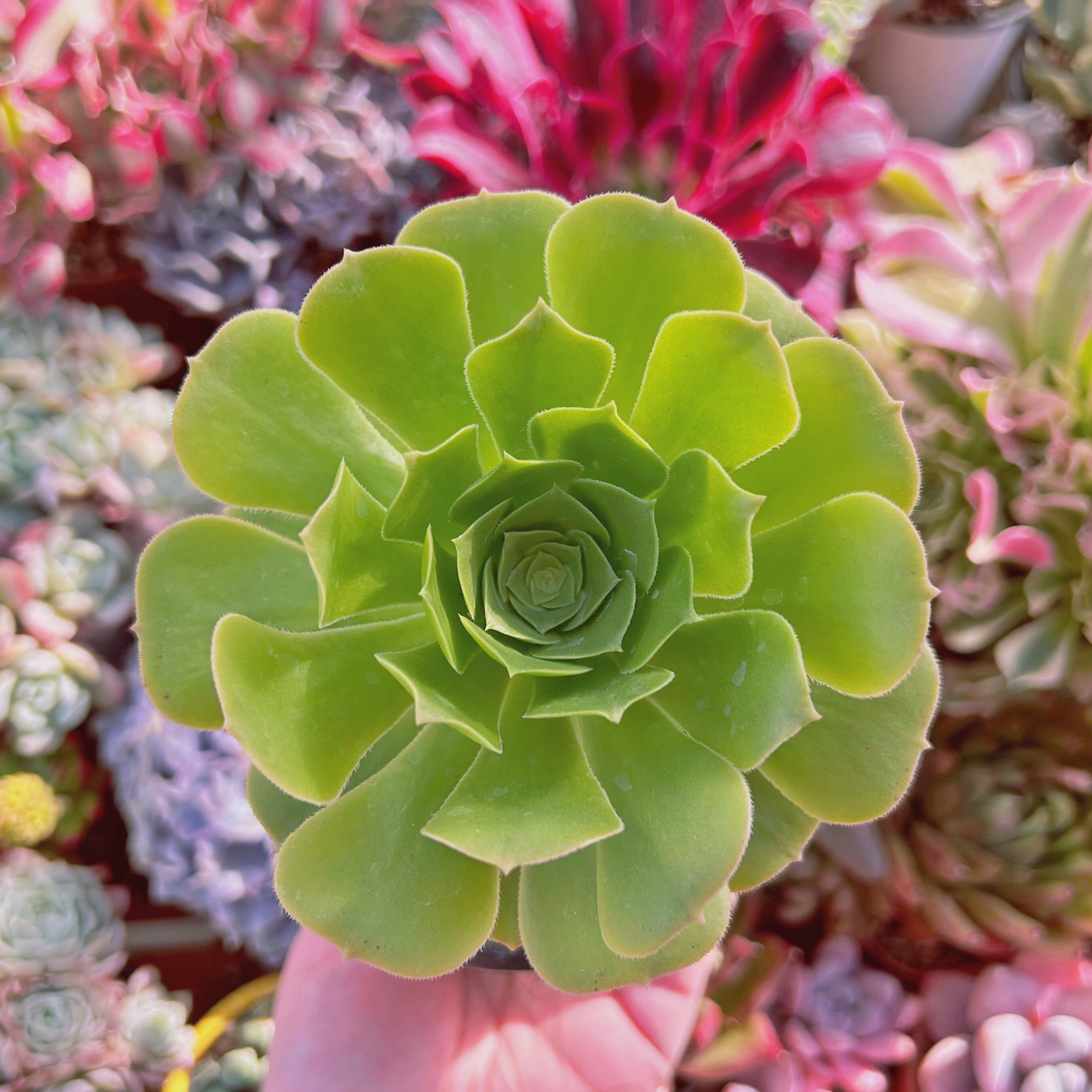 多肉植物　グリーンカシミヤ　特大　抜き苗
