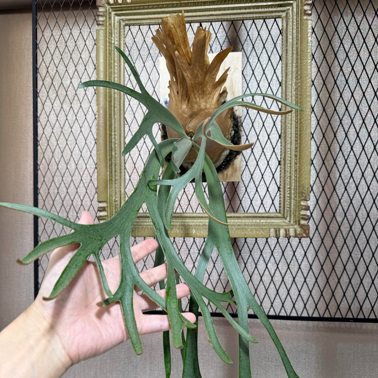 ビカクシダ P. Ginka [OC] 銀華・ギンカ【中株】 | BOKUNARI plants