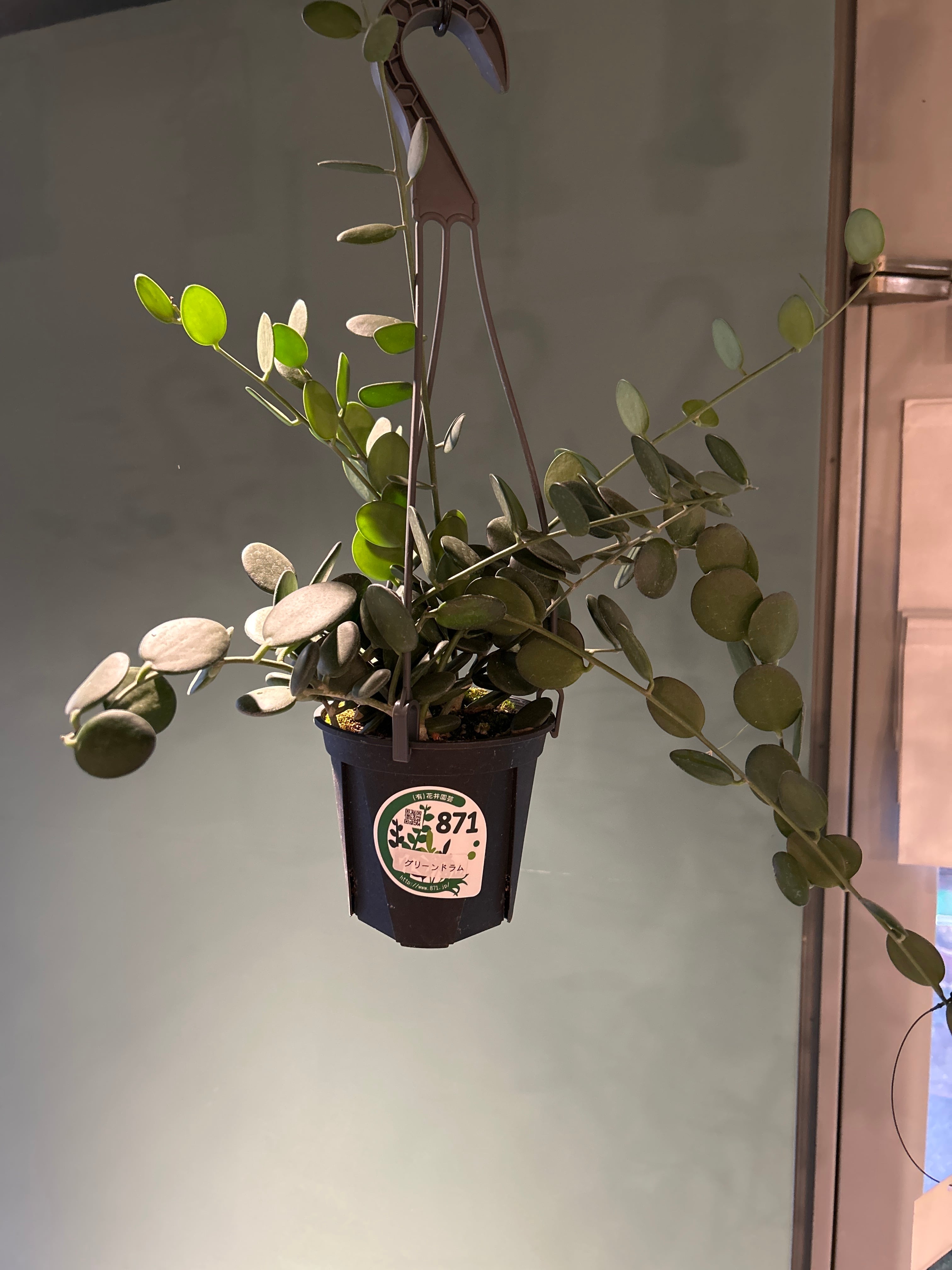 ユーフォルビア ペルシステンス3号② | 植物との暮らし apricot