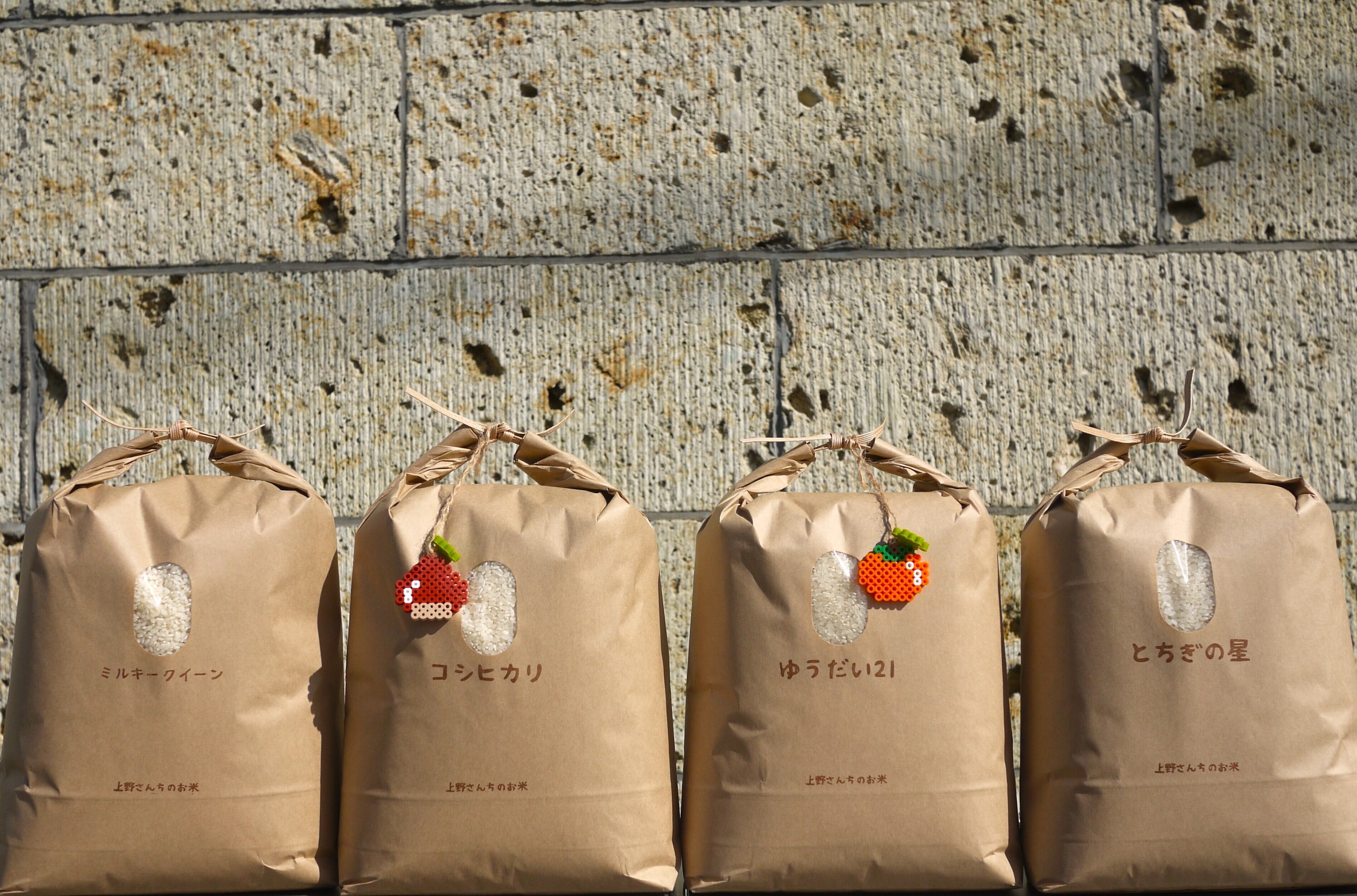 玄米20kg(10kg×2) 令和6年産 とちぎの星 送料込 匿名、段ボール配送 令和6年 新米 栃木県産 とちぎの星 20kg 玄米