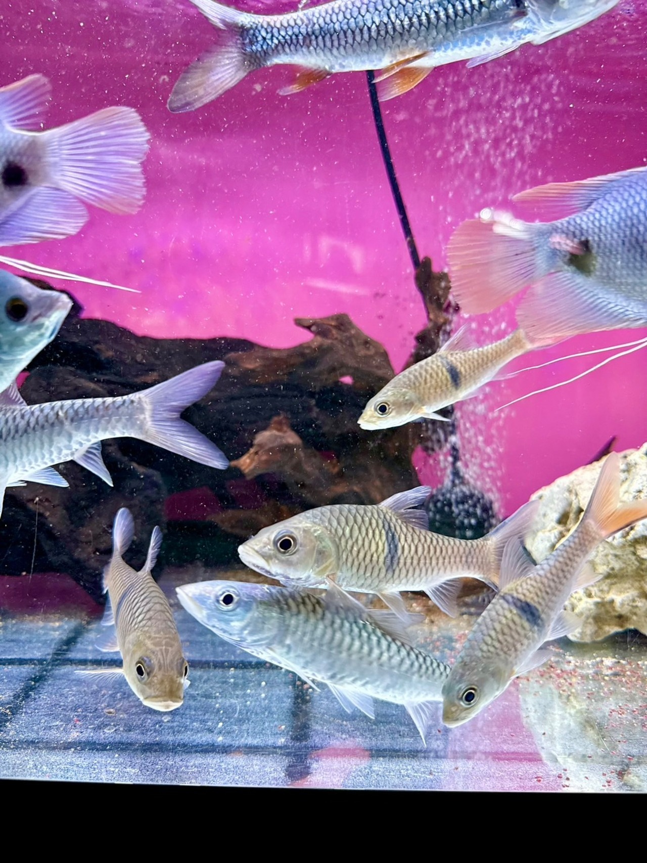 ハンパラバルブ - 5