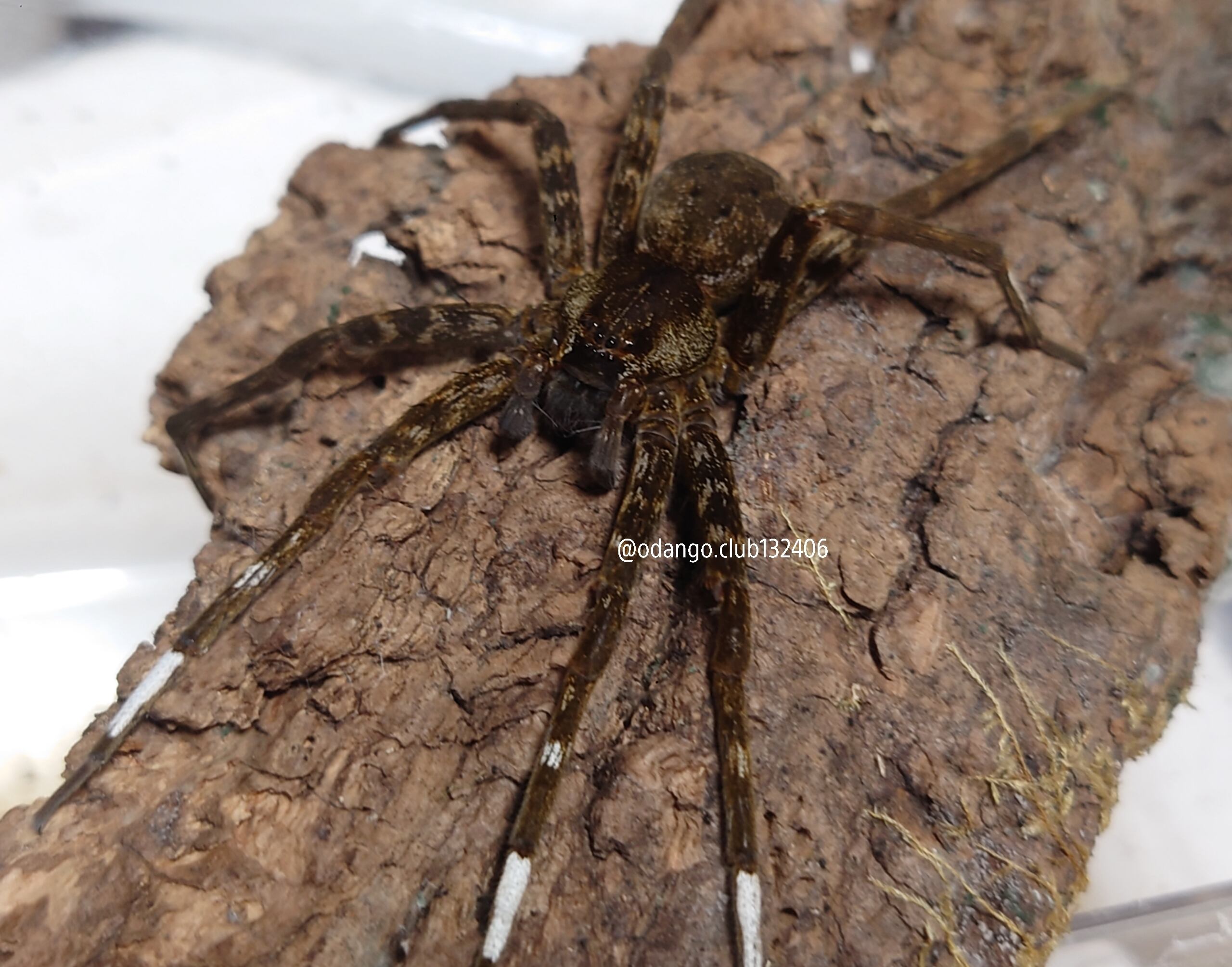 イシガキアオグロハシリグモ 1匹 クモ おだんごくらぶ