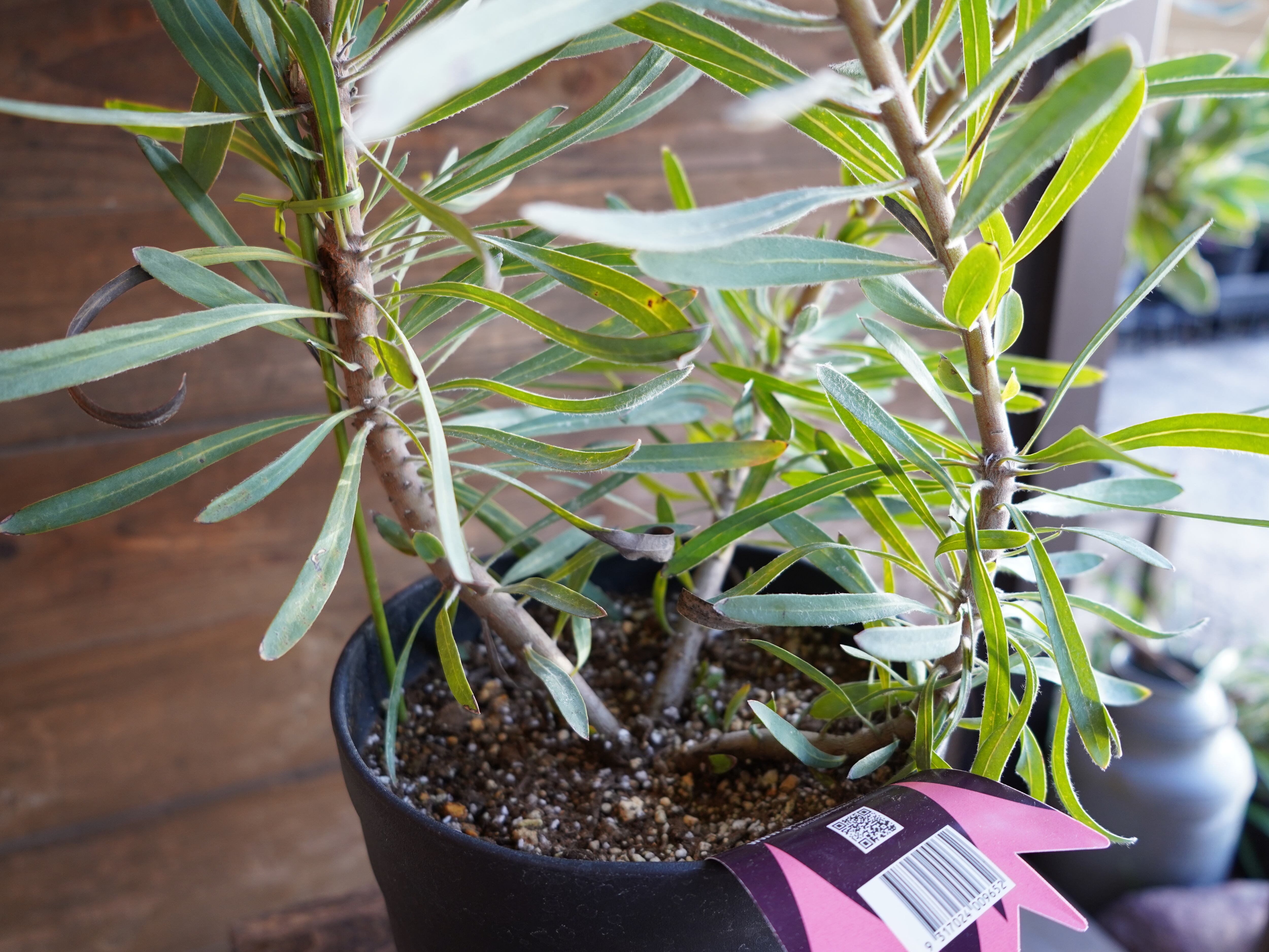 【現物】プロテア　”エクリプス”　A