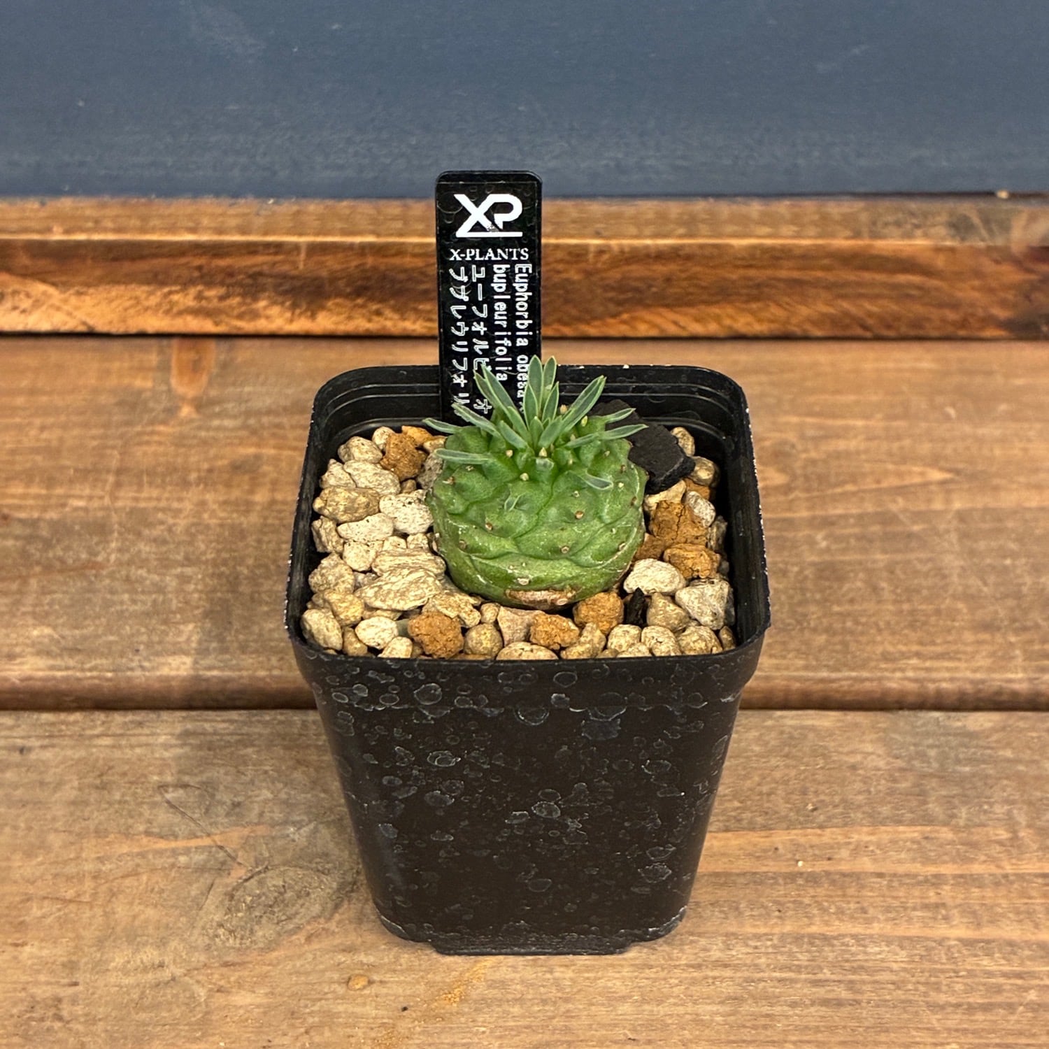 PROTOLEAF プロトリーフ