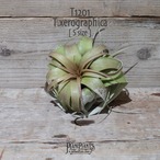 【送料無料】キセログラフィカ S〔エアプランツ〕現品発送T1201