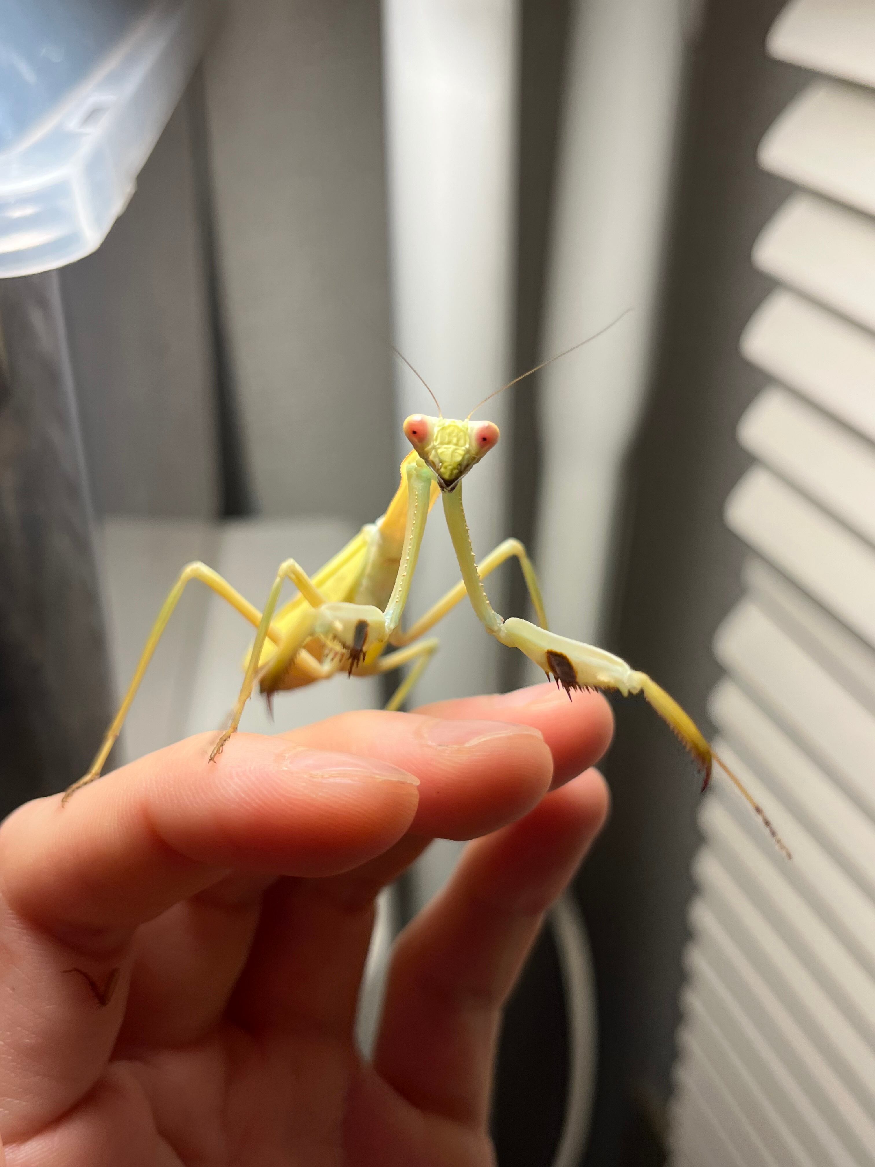洋書　MANTODEA カマキリ 洋書 MANTODEA カマキリ