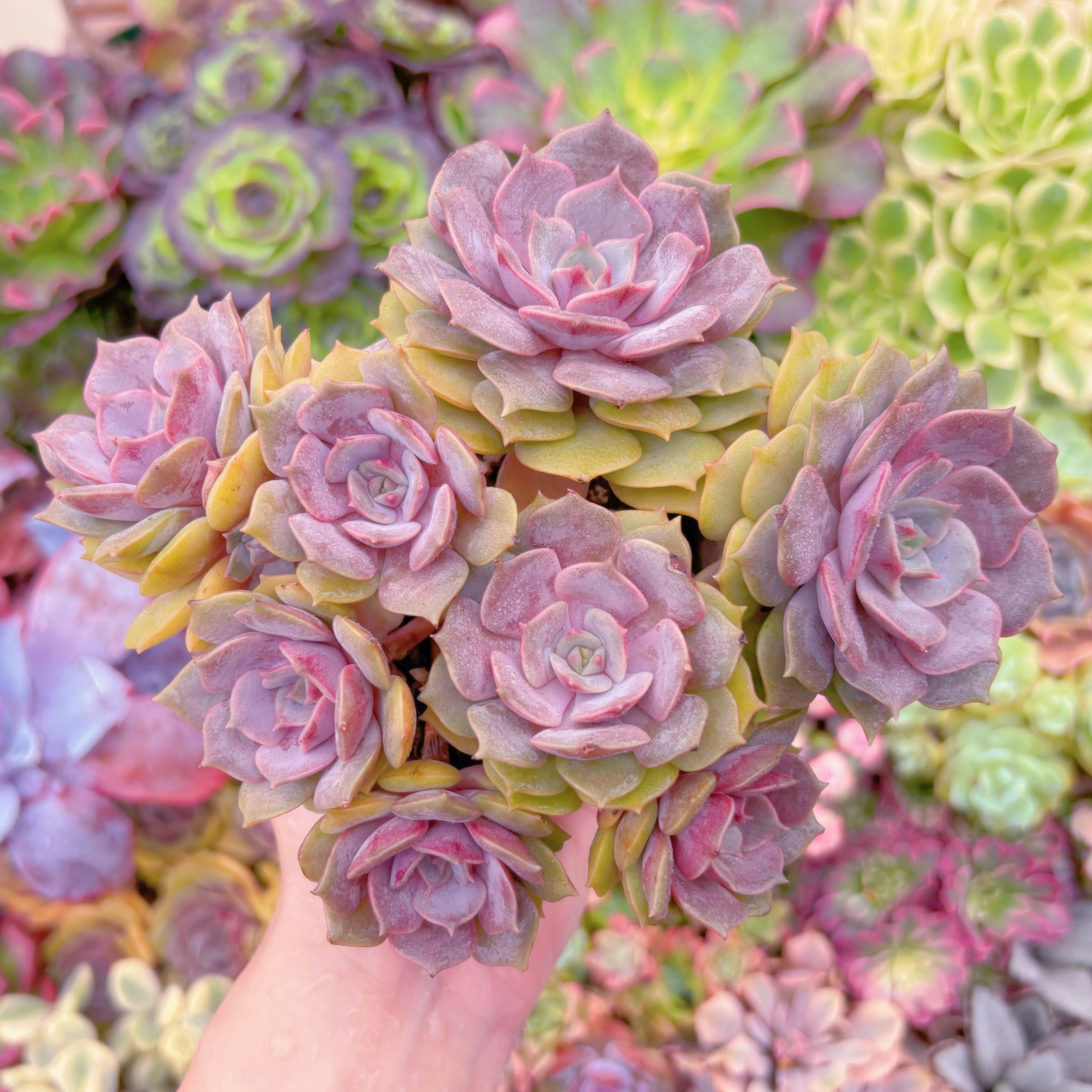 現品　紫姫#1160　理想的な株姿　在庫僅少　大群生　新入荷　るる農園