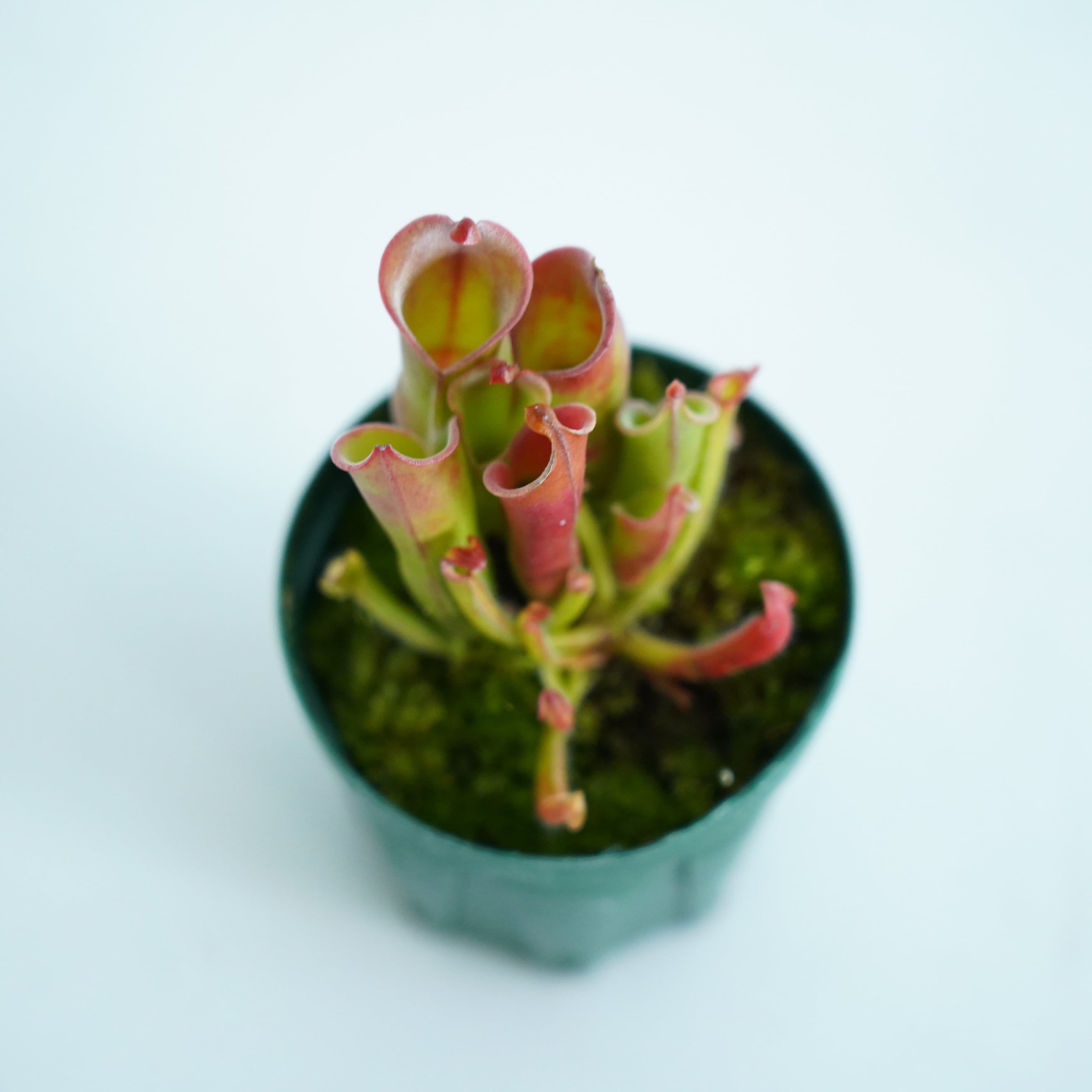 ヘリアンフォラ Heliamphora (heterodoxsa × minor)【食虫植物】 苔