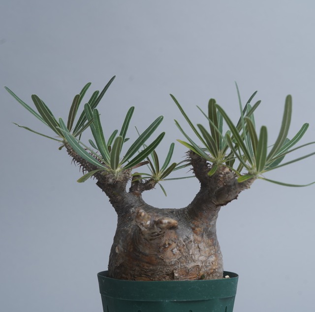 パキポディウム グラキリス no. 28〈発根済み〉