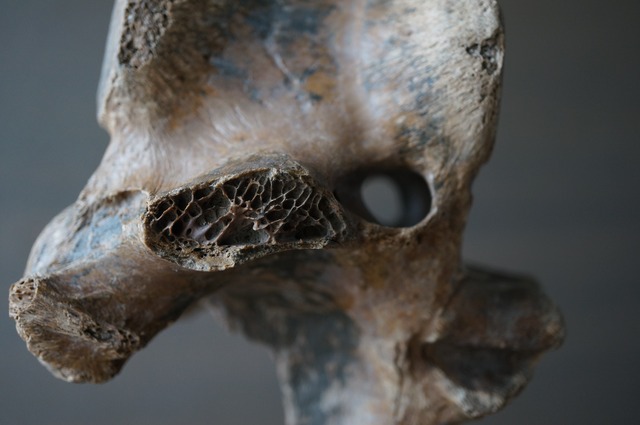 黒龍江省産古代大型哺乳類脊椎骨  Vertebra 2394
