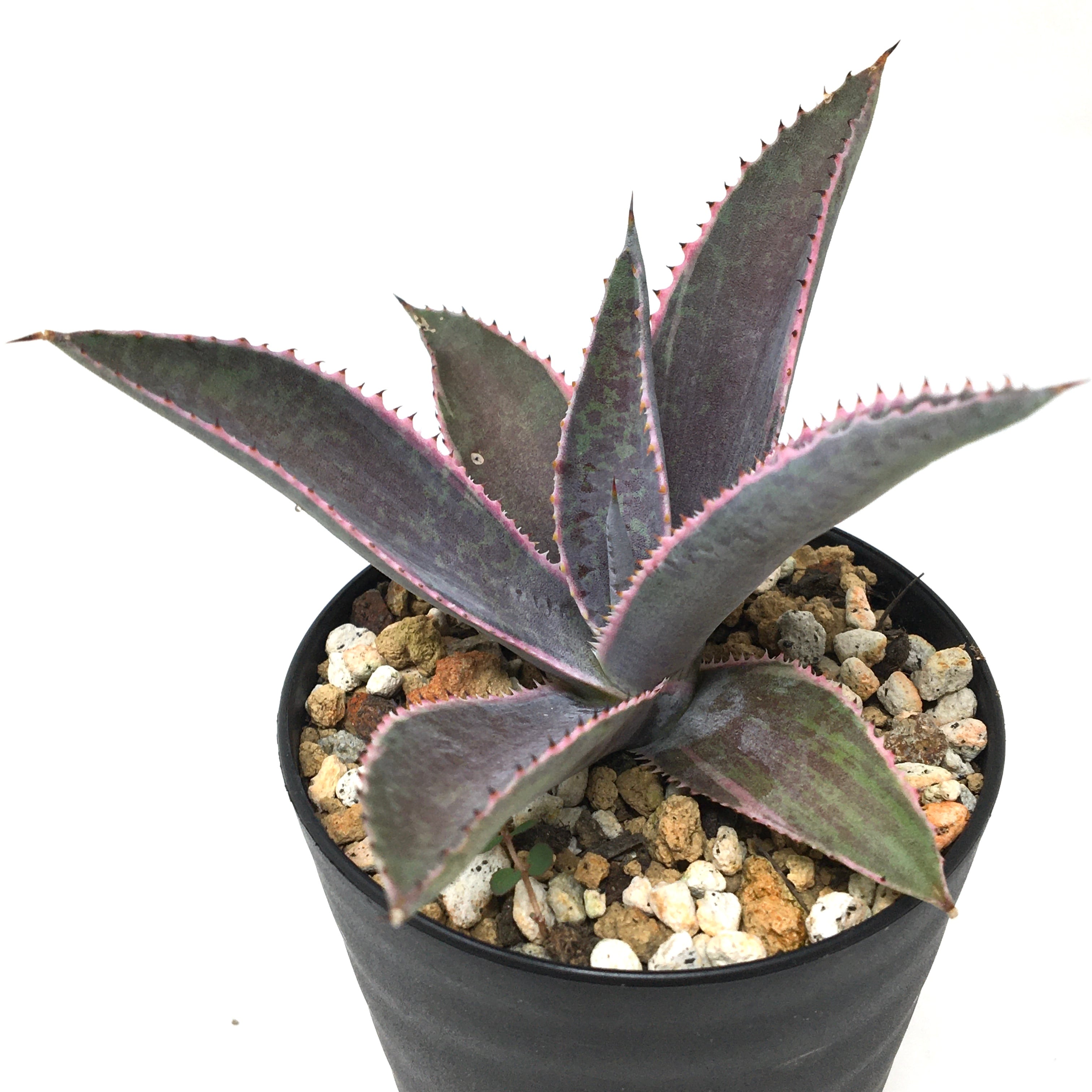 マンガベ　フォクシーレディ　ハイブリッド　アガベ マンガベ フォクシーレディー 多肉植物