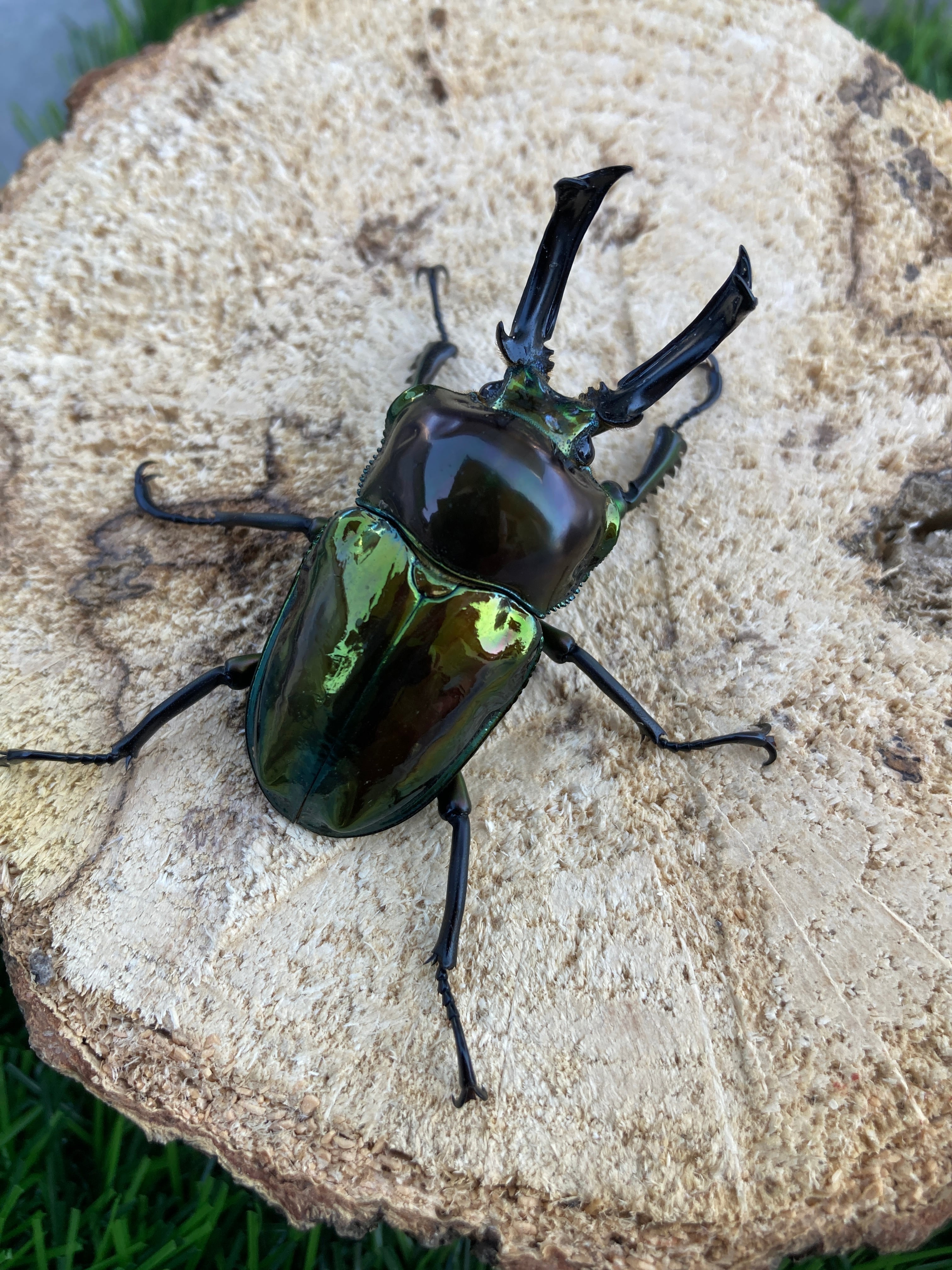 本土ヒラタクワガタ 53x30ペア WF2 | Insect Shop K&K