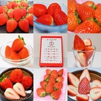 【3～4月発送】秋吉台いちご食べ比べセット⭐︎8パック