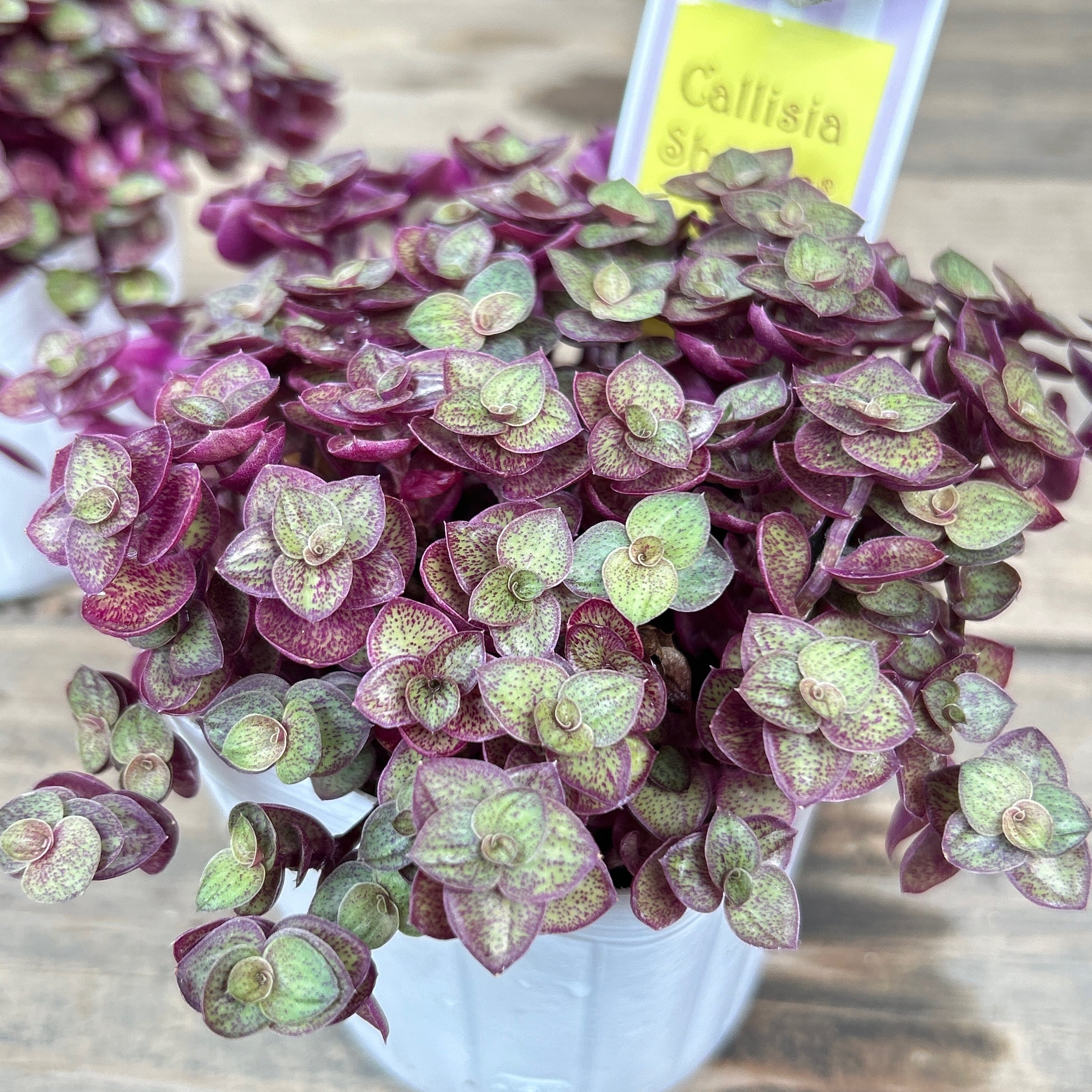 新品種ラベル付き❤️カリシアショーン❤️ カリシア ショーン | RuPo 多肉植物専門店