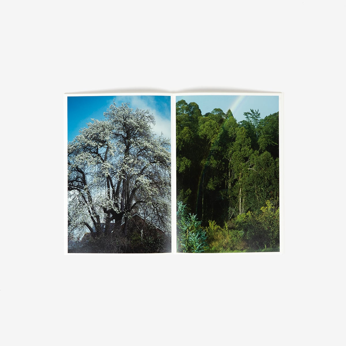 A CHILD | 澁谷征司 | マガザンキョウト オンラインストア