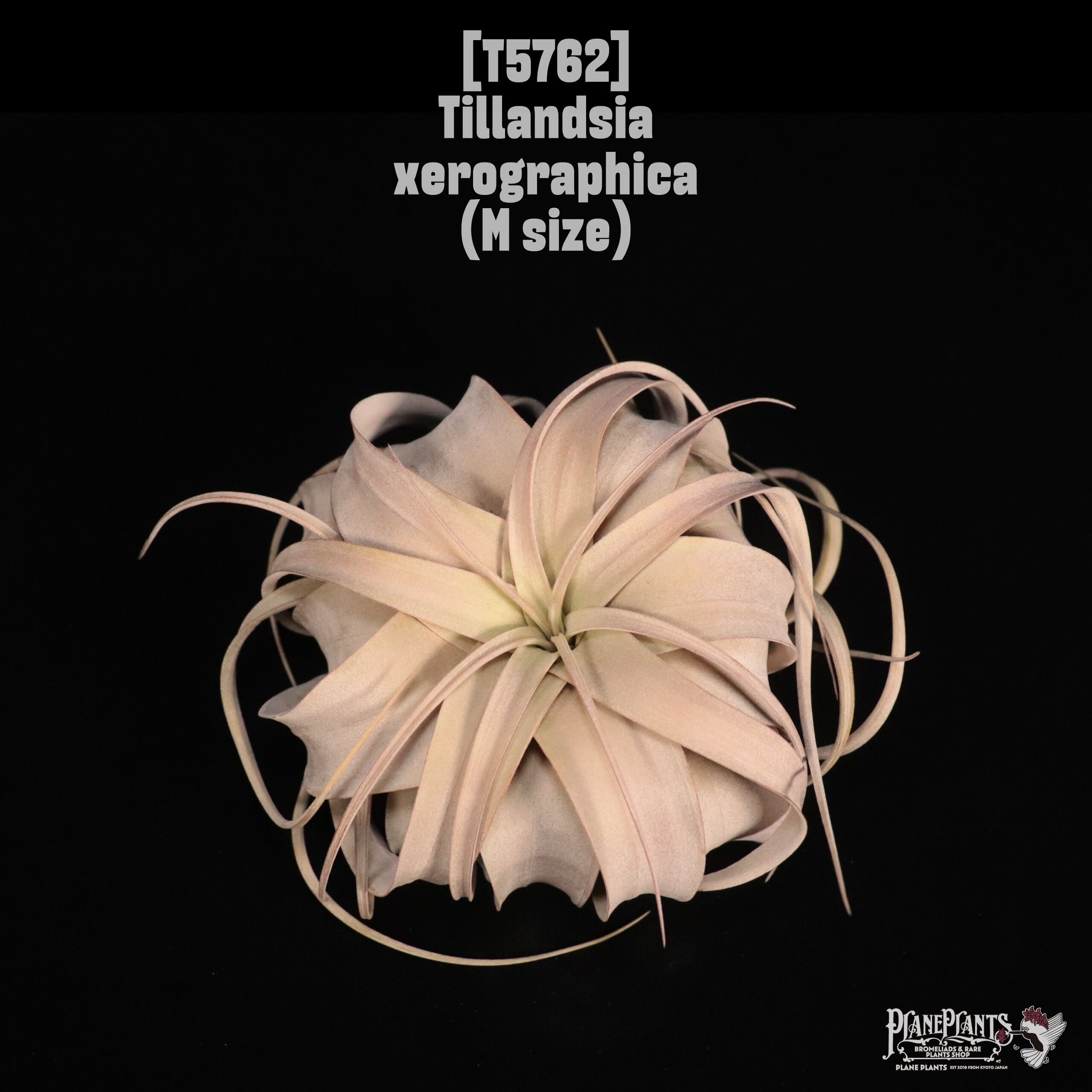 Tillandsia xerographica M〔ティランジア〕T5762