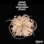 Tillandsia xerographica M〔ティランジア〕T5762