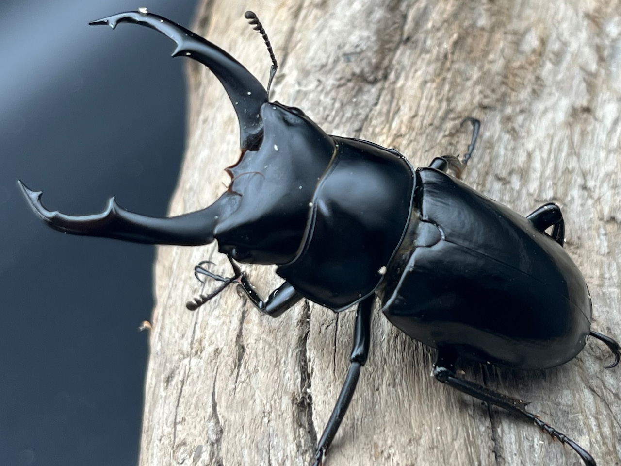 《ドルクスネパレンシス ssp. 57.1mm ペア》ブリーダー様委託個体