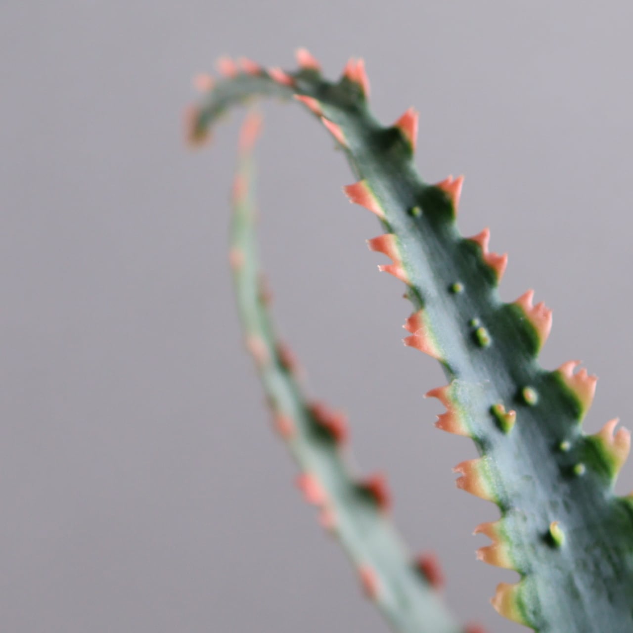 614『アロエ Aloe Sawbones' K zimmerman』観葉植物【送料無料