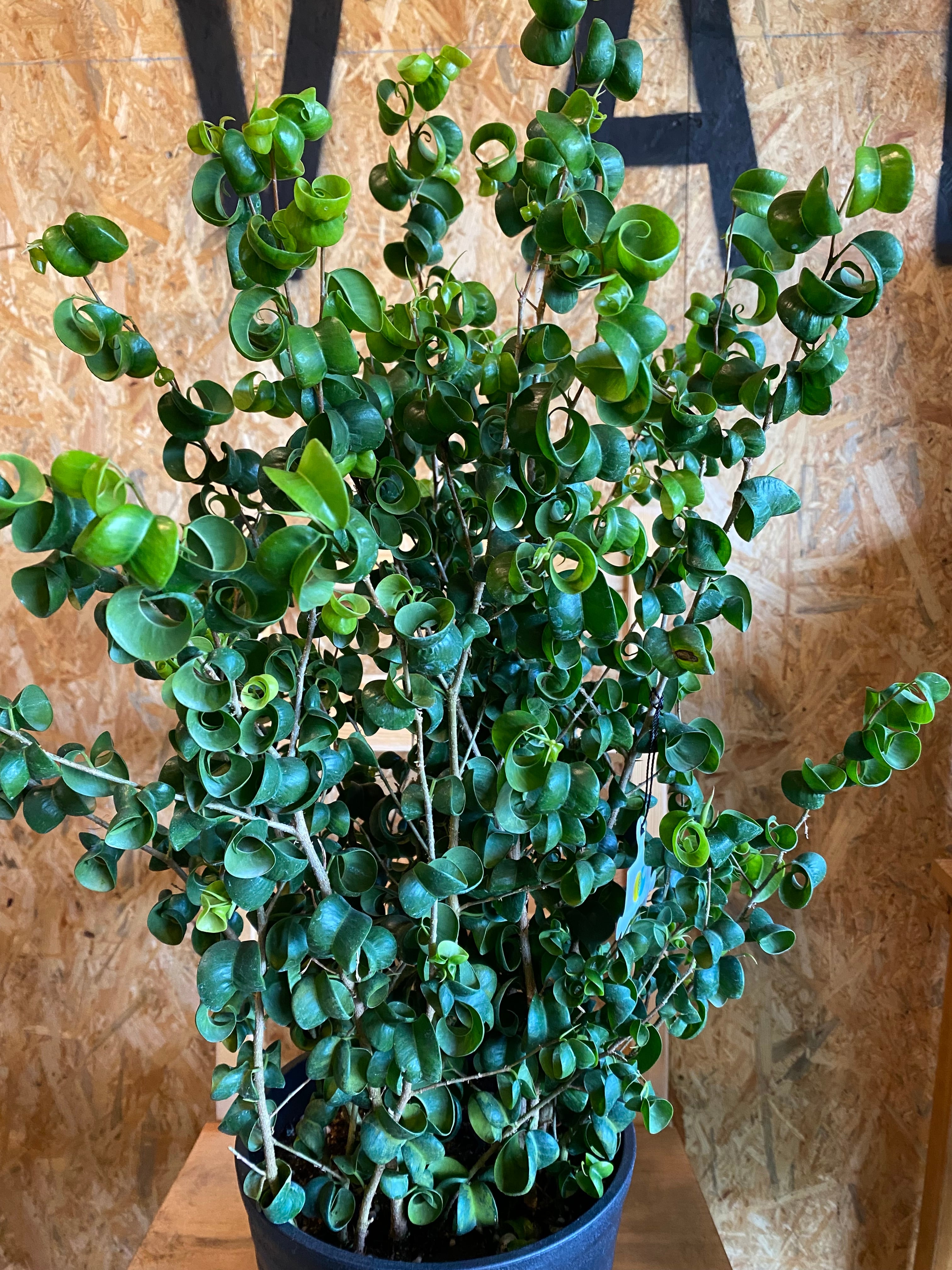 フィカス ベンジャミナ バロック H66cm W40cm 口径18cm | Garden Varejo