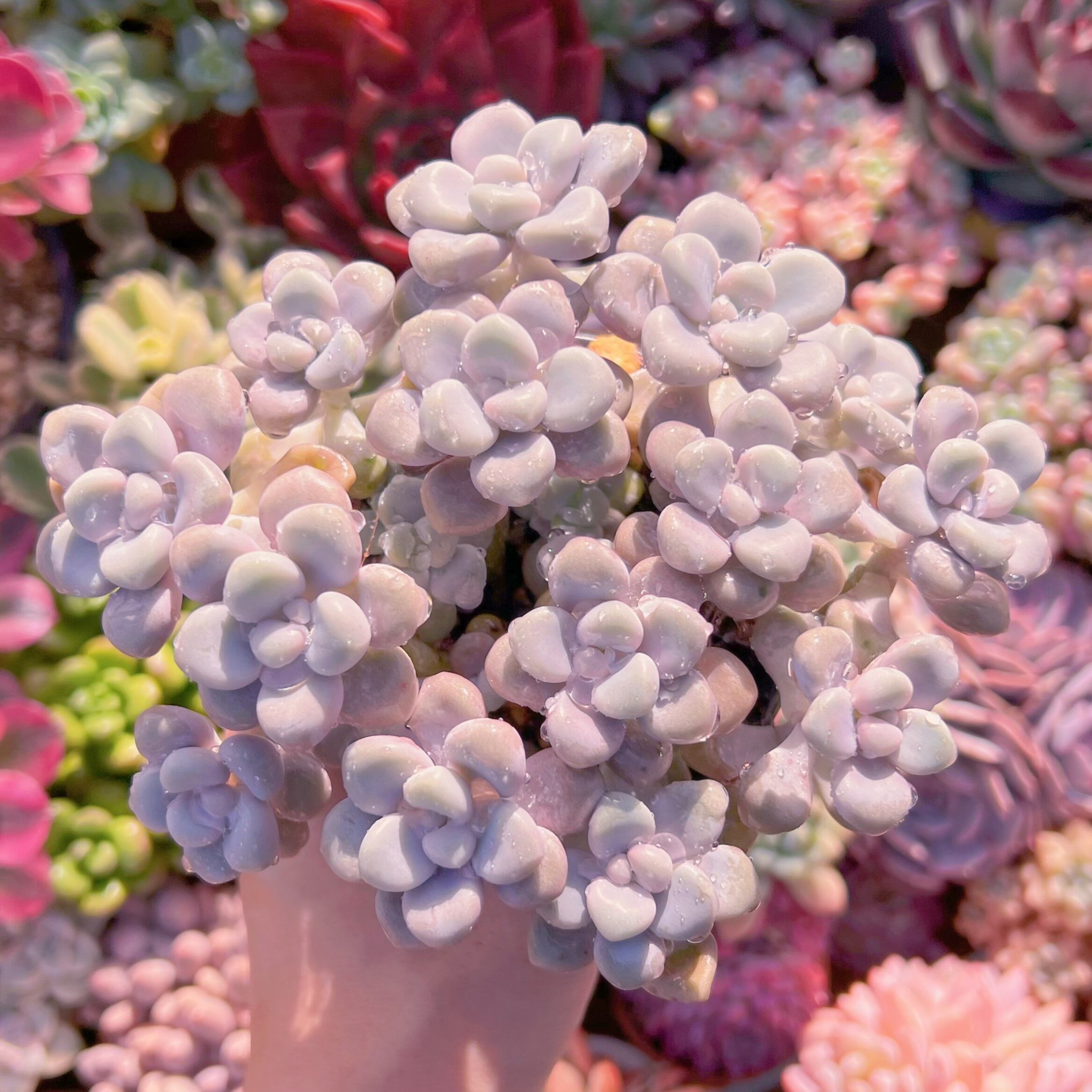 現品　エイレン#640　特大群生　新入荷　るる農園