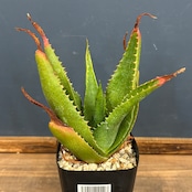 アロエ ソーンクロフティ【82】