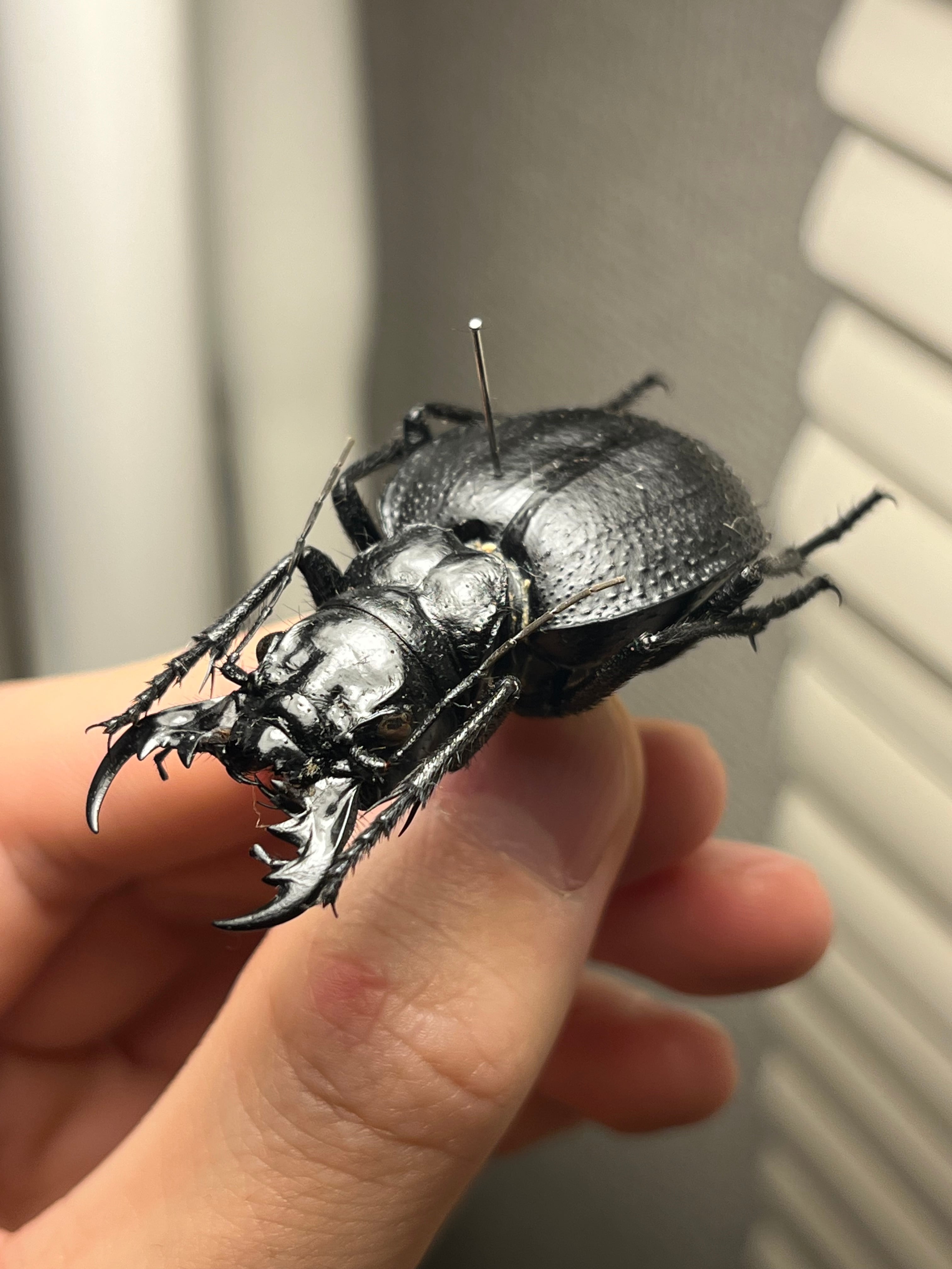 甲虫 | オモニキチュウ