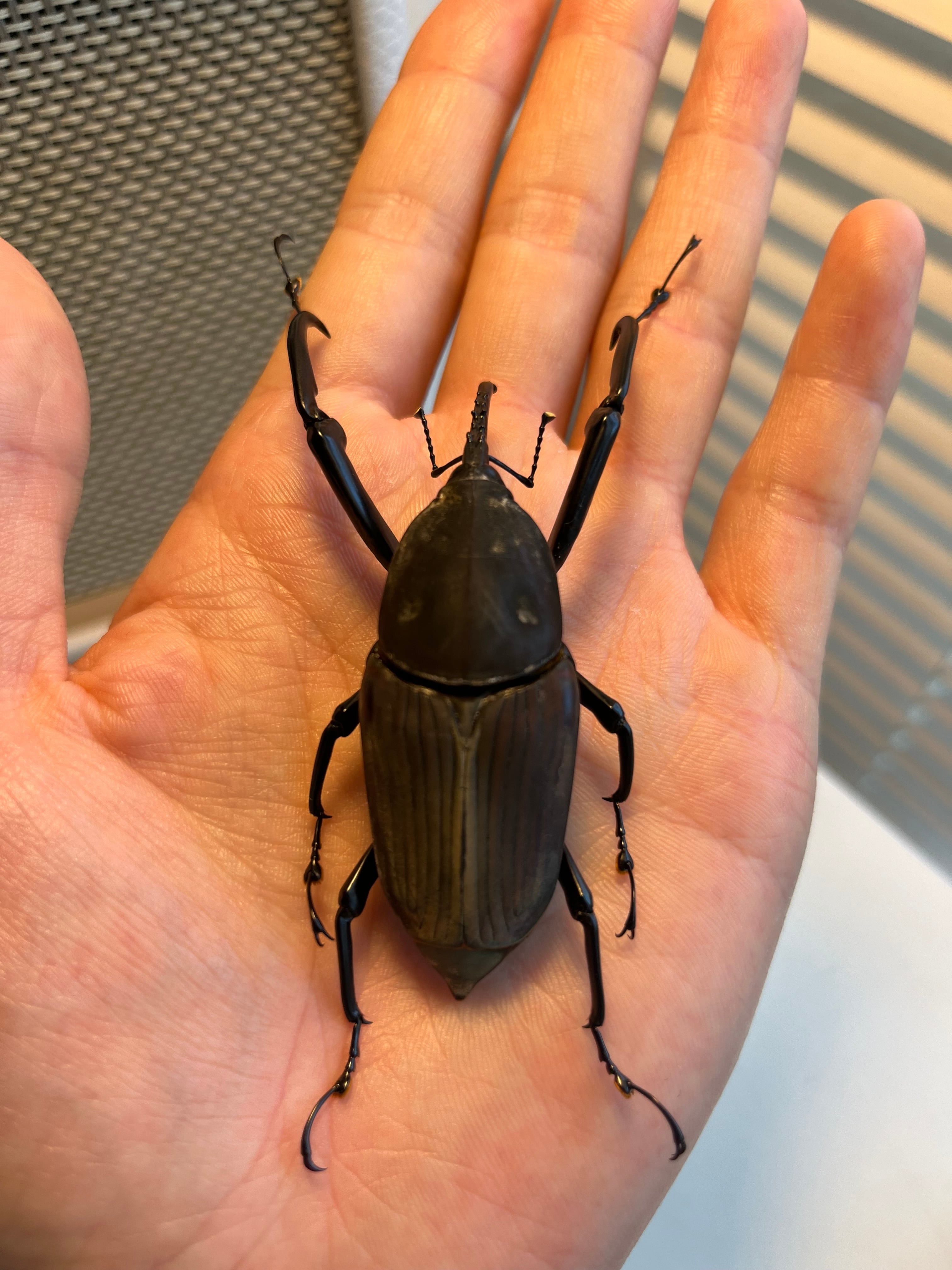 象虫最大種】タイショウオサゾウムシ 67mm カミキリ昆虫ゼリー標本甲虫