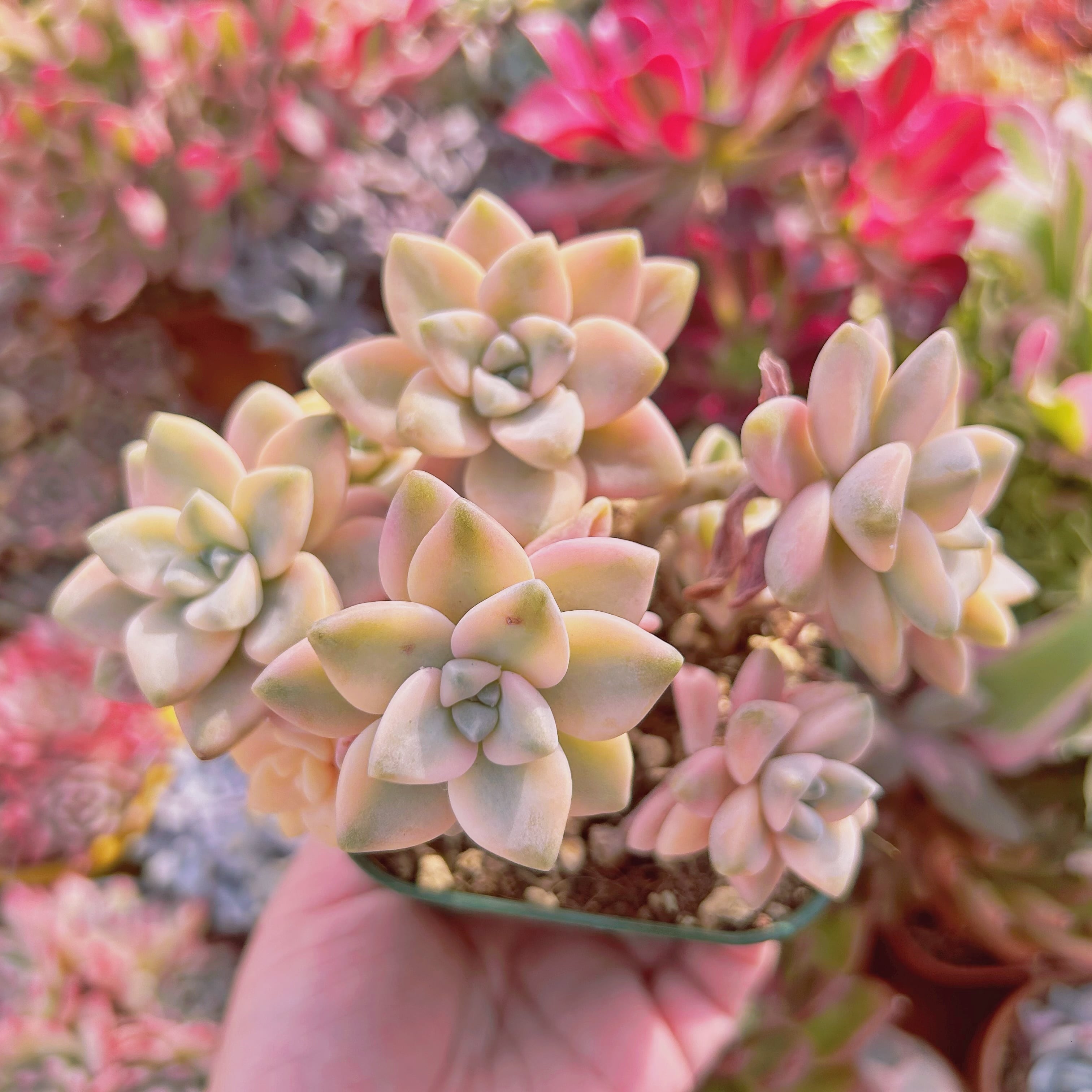 #517現物　多肉植物　杏子美人錦