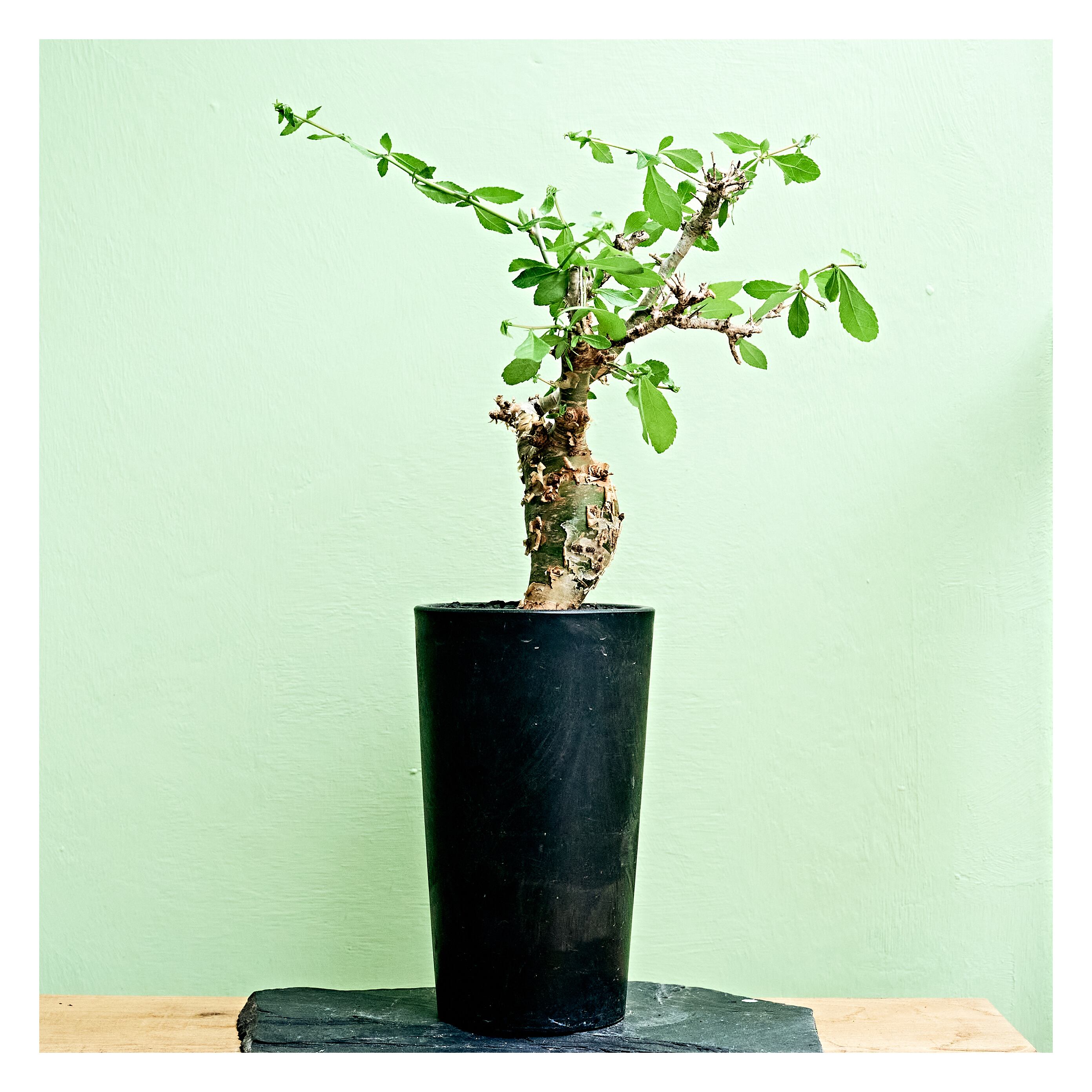 Commiphora habessinica コミフォラ アビシニカ | いい日あたり