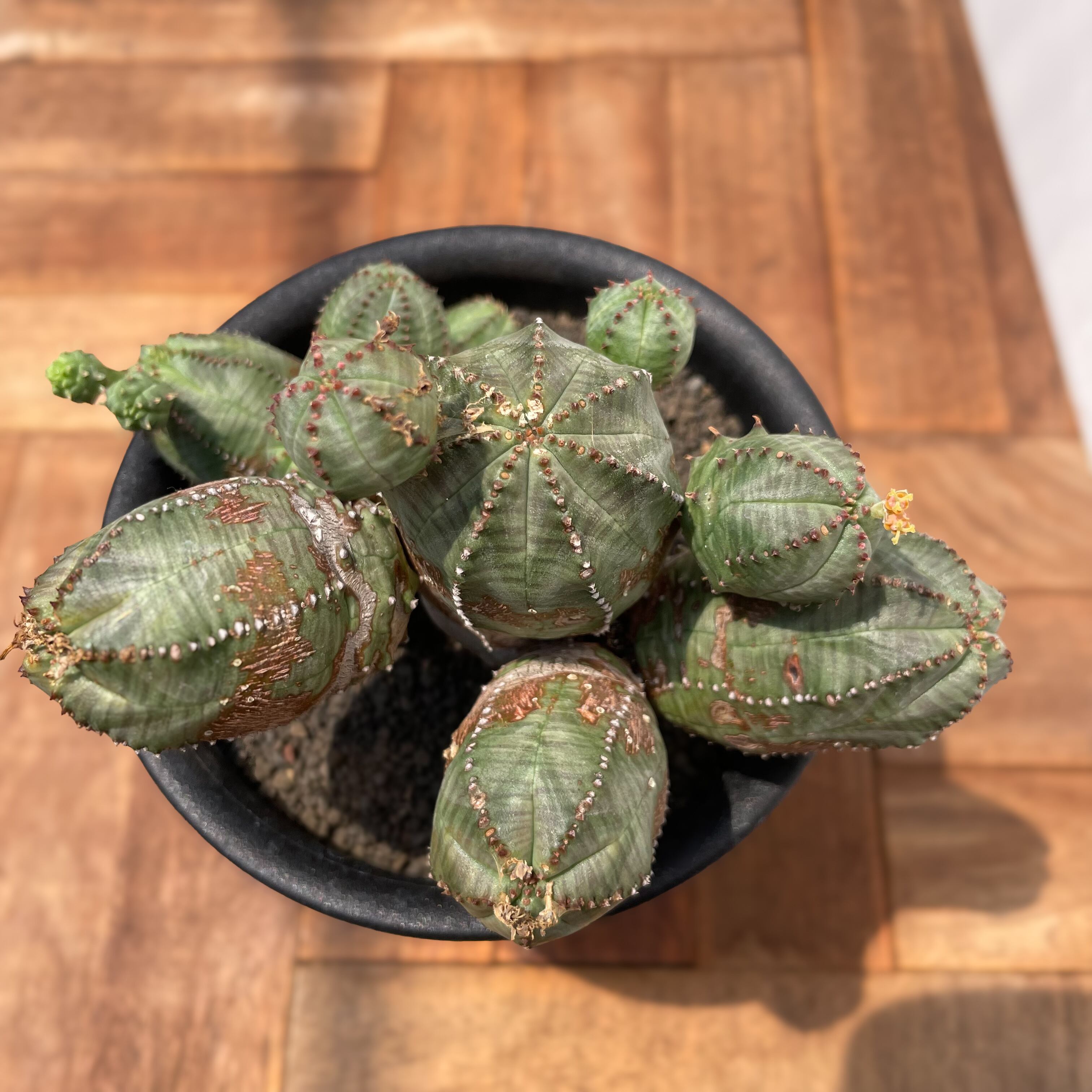 Euphorbia Obesablow【ユーフォルビア・オベサブロウ】 | RIMO'S