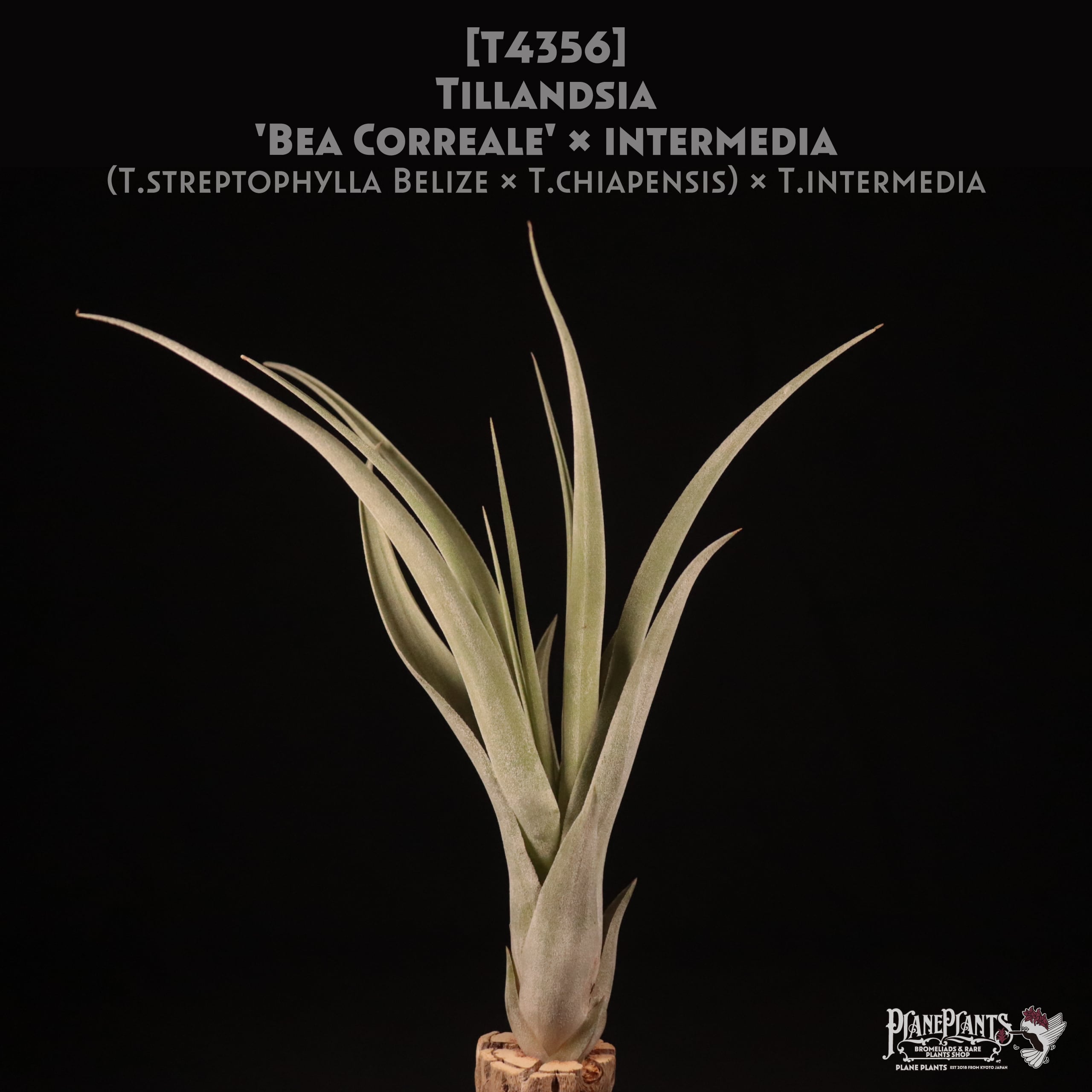 Tillandsia Bea Correale 速達発送 46a3389e86f121c75d94e89fd0358c