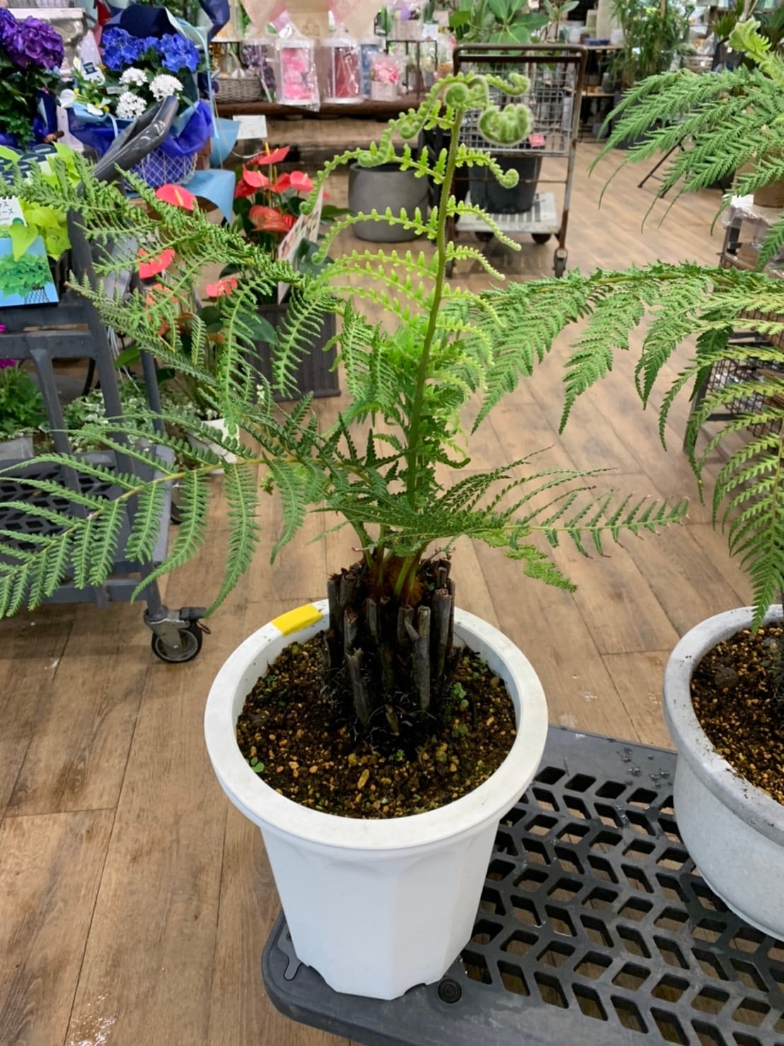 レア 地植えOK 耐寒性シダ 耐陰性木立シダ ディクソニア アンタルク 