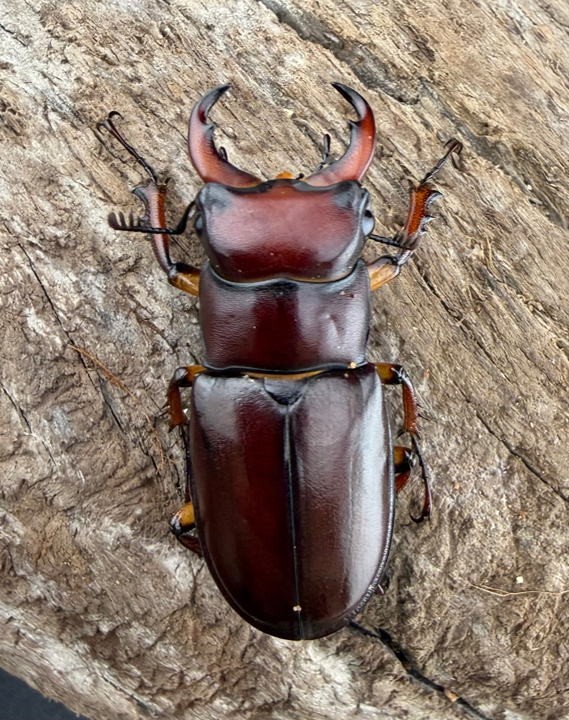 カプレオルスミヤマクワガタ 37mm ペア》 | KPW公式オンラインショップ