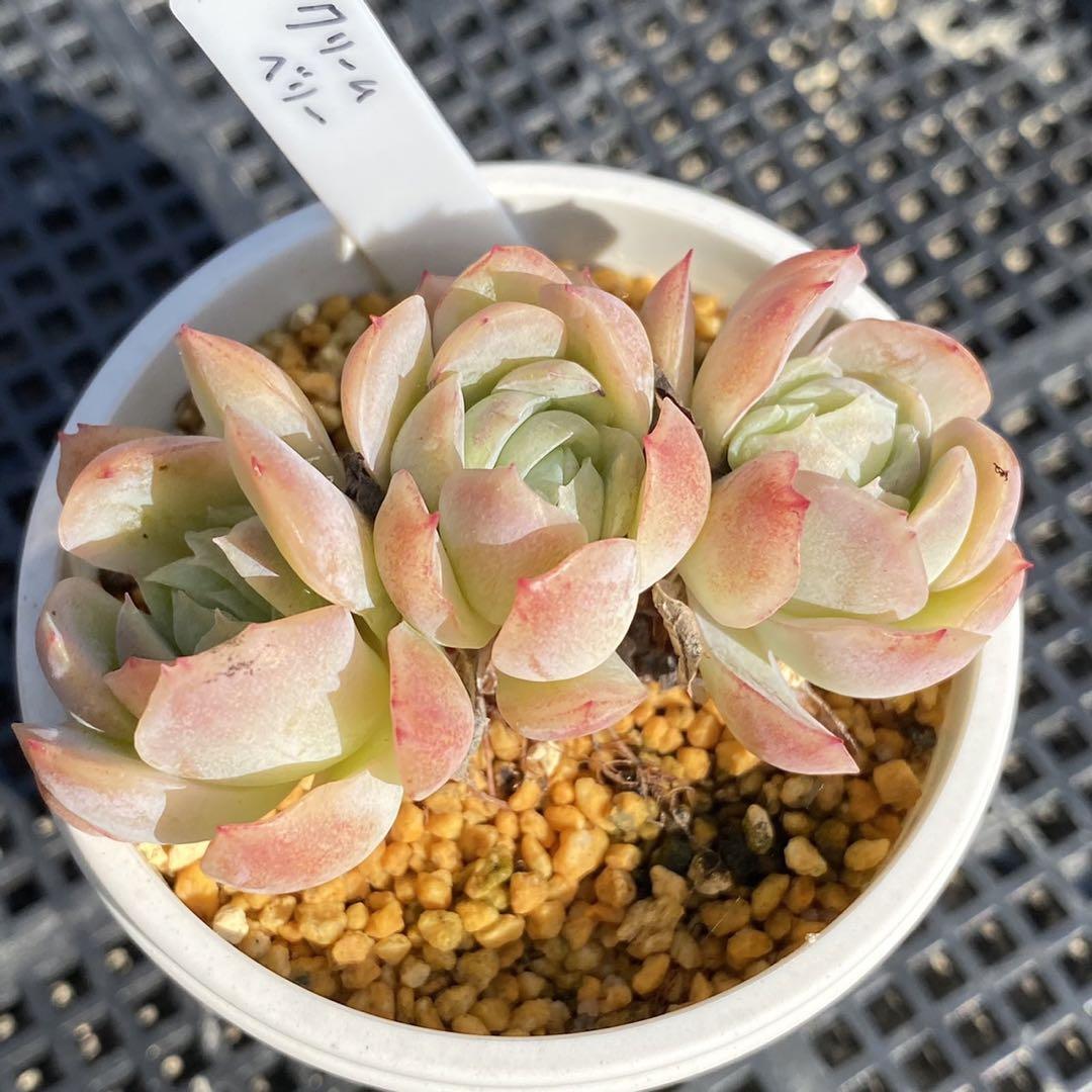 クリームベリー 抜き苗 多肉植物 群生 | Pay ID クリームベリー 抜き苗 多肉植物 群生 | Pay ID
