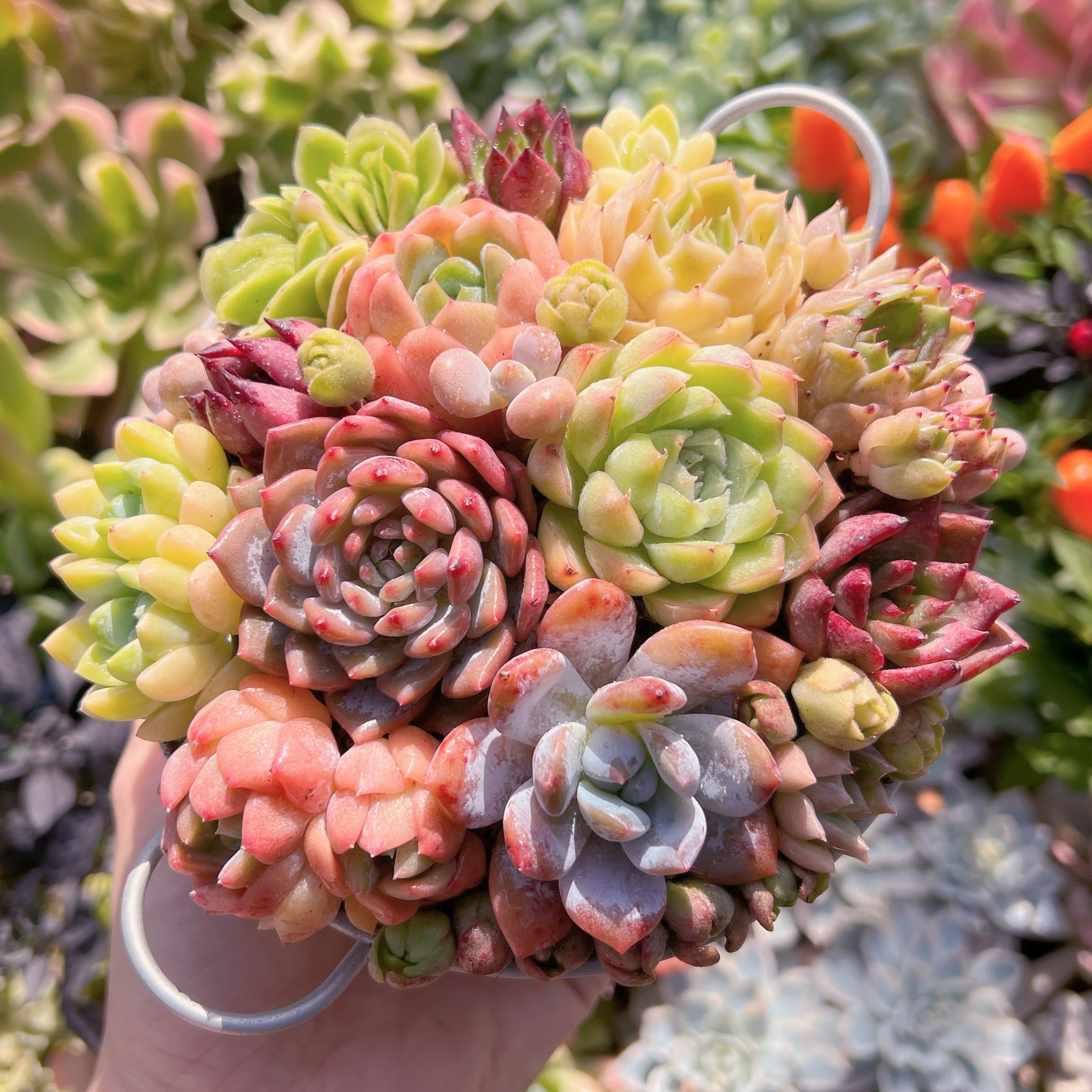 現物　寄せ植え鍋セット#718   るる農園