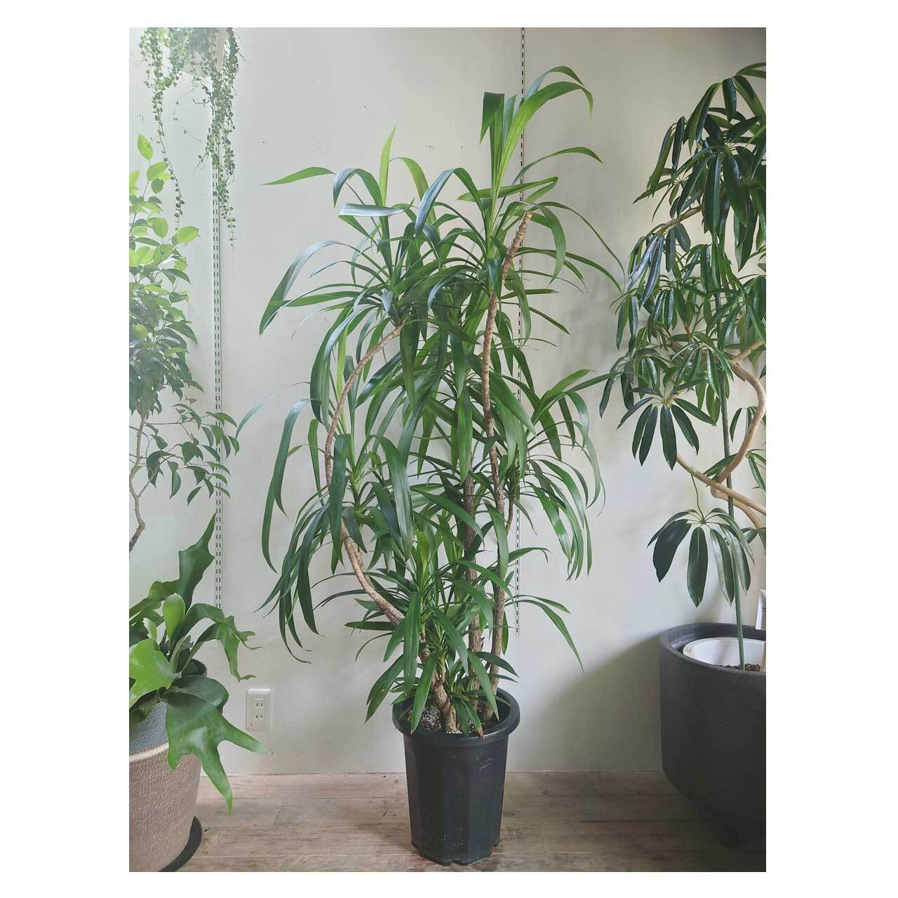 Cordyline stricta | Seeding