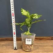 アグラオネマ ピクタム トリカラー ブラック【42】