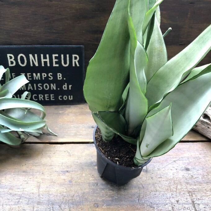 ムーンシャイン 5号 超希少 サンスベリア 観葉植物 空気清浄 | 植物の