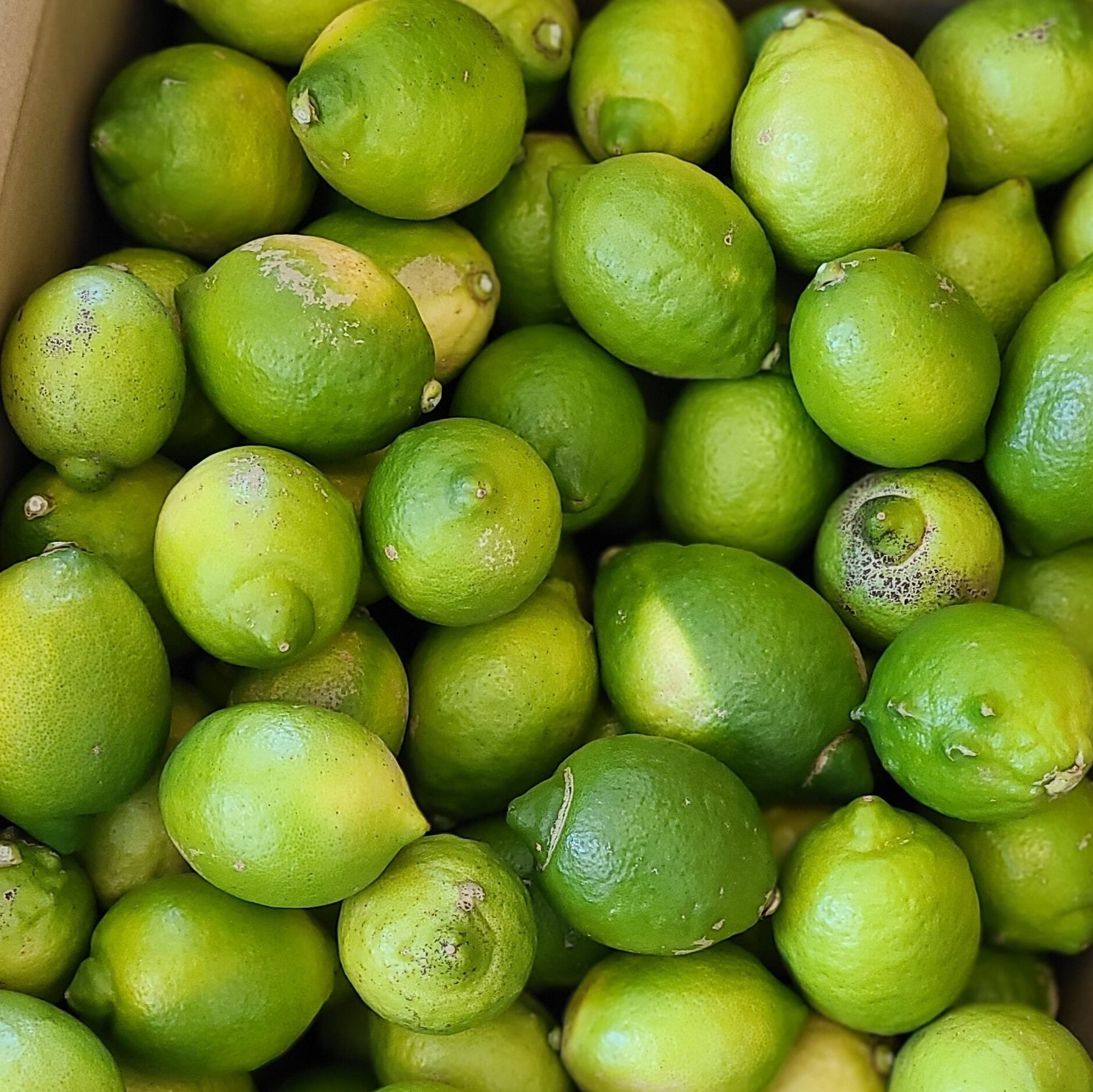 季節限定】瀬戸田の無農薬レモン (1kg) | 発酵食堂カモシカ 発酵