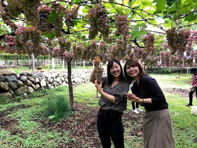 ハーフボトル6本セット【メンバー様】山梨クラフトワインオーナー〈収穫体験＆試食・ワイナリー見学＆試飲〉