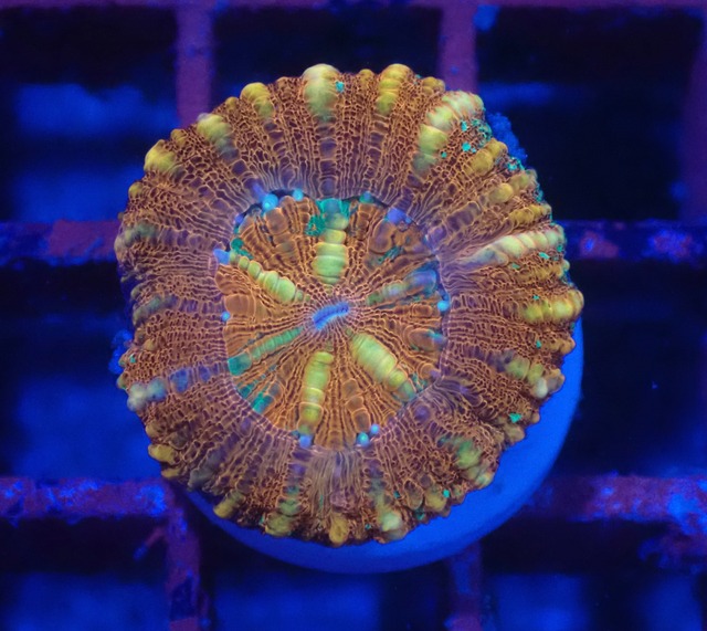 WA Scolymia (WestAustralia) 7