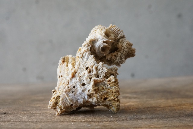 ドイツ産 六放サンゴ化石　Axosmilia sp.