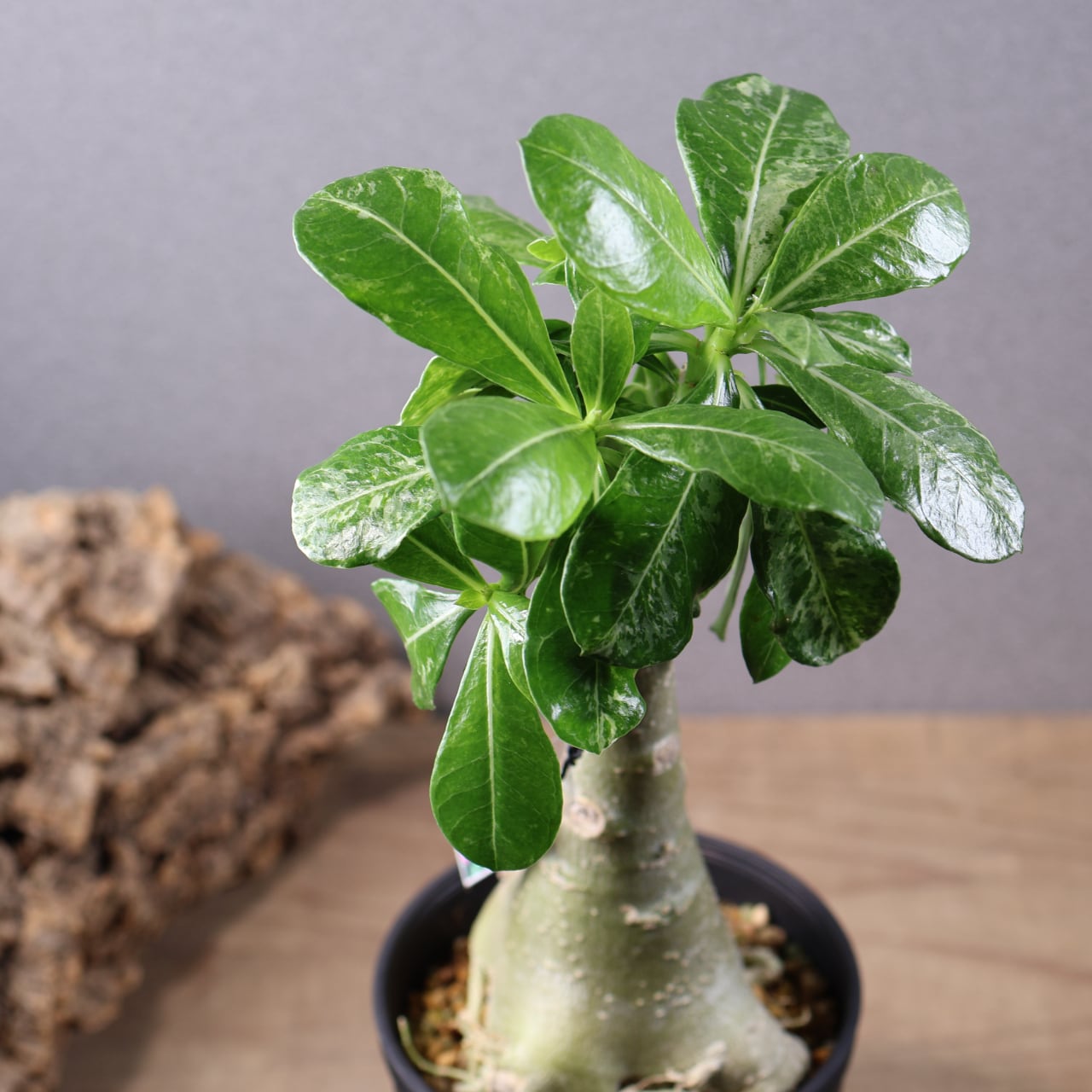 680『斑入りアデニウム Darn Rachance Hin Orn』観葉植物【送料無料