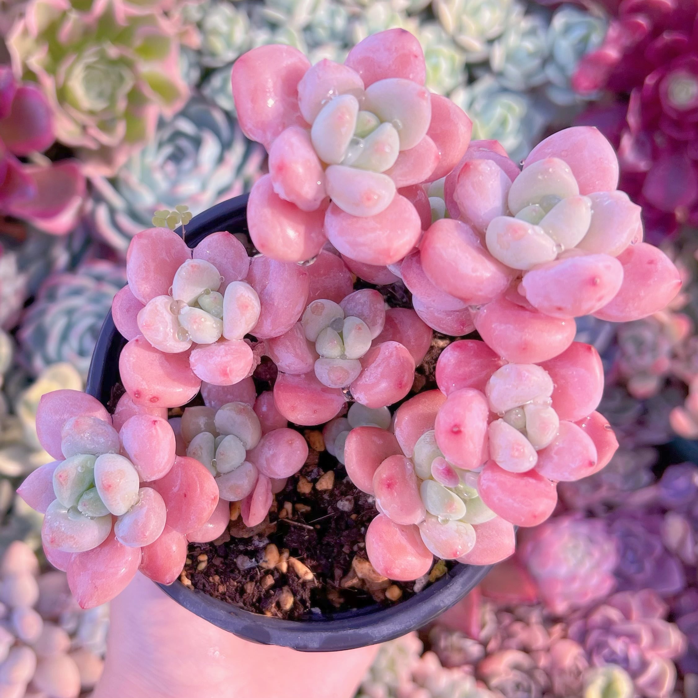 現品　マカロン#C15　群生　るる農園