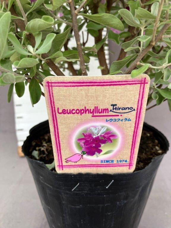 プルメリア 幹太3.5約1.1メートル　ガーデニング　カットや交渉可